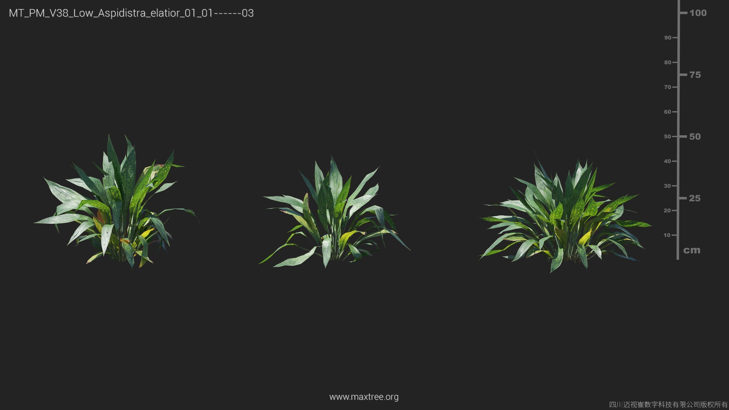 Maxtree Plant Models Vol 38 Low Poly - Mesh 3D model_5