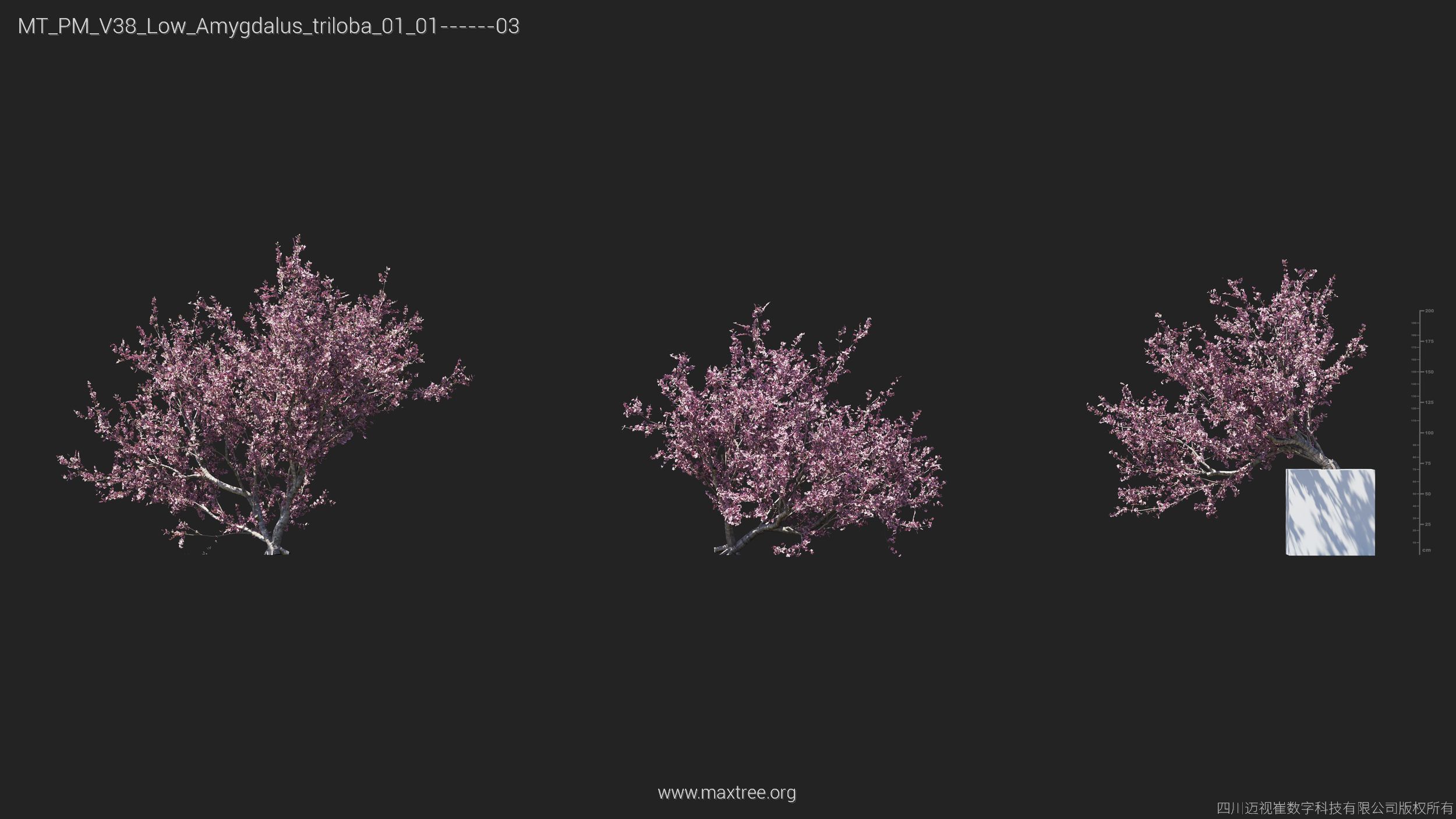Maxtree Plant Models Vol 38 Low Poly - Mesh 3D model_3