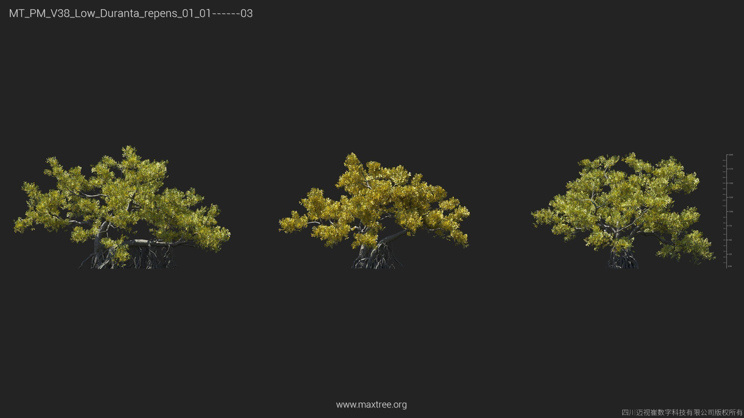 Maxtree Plant Models Vol 38 Low Poly - Mesh 3D model_11