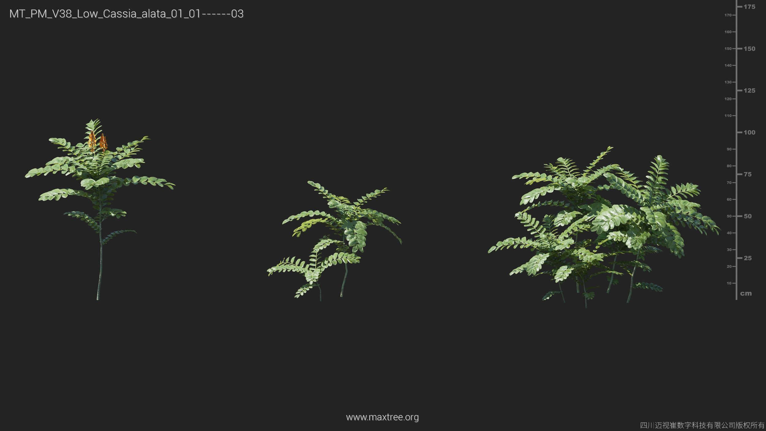 Maxtree Plant Models Vol 38 Low Poly - Mesh 3D model_7