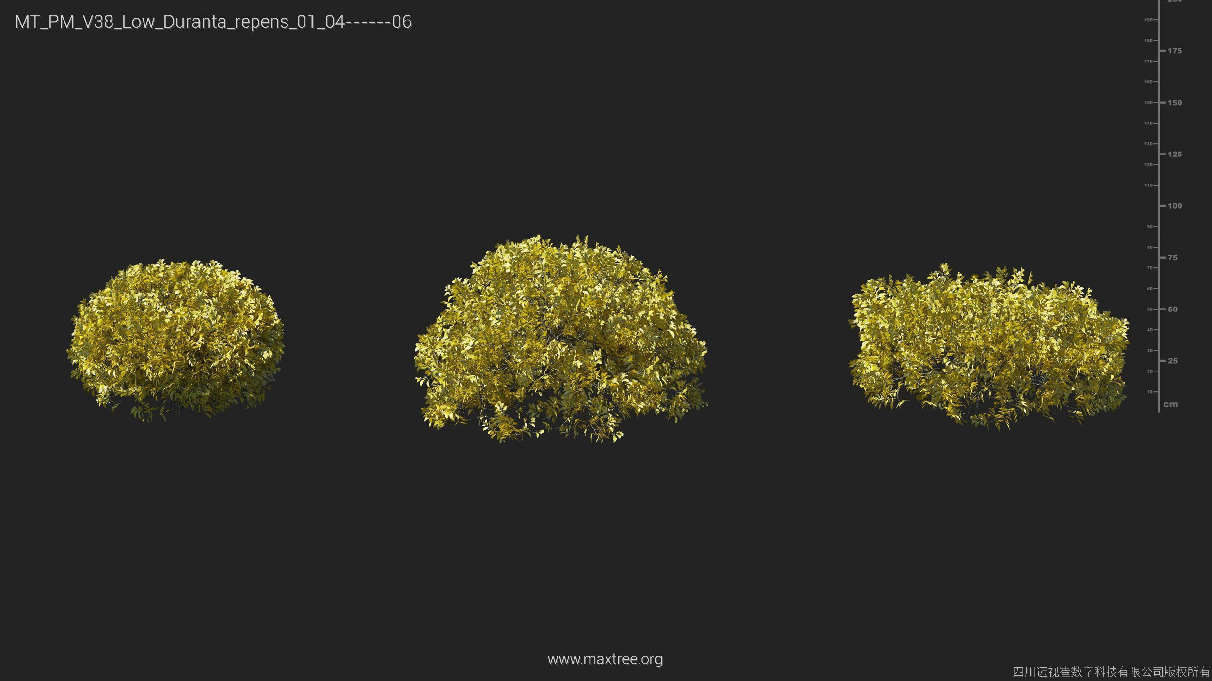 Maxtree Plant Models Vol 38 Low Poly - Mesh 3D model_12