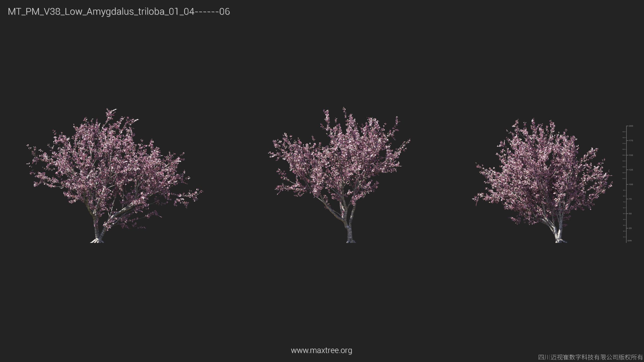 Maxtree Plant Models Vol 38 Low Poly - Mesh 3D model_4