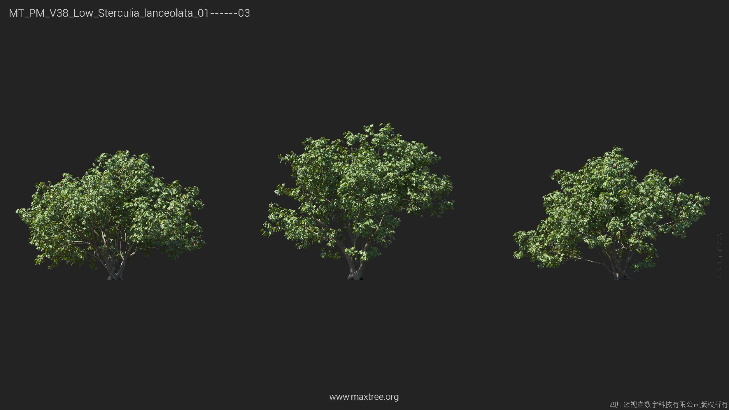Maxtree Plant Models Vol 38 Low Poly - Mesh 3D model_23