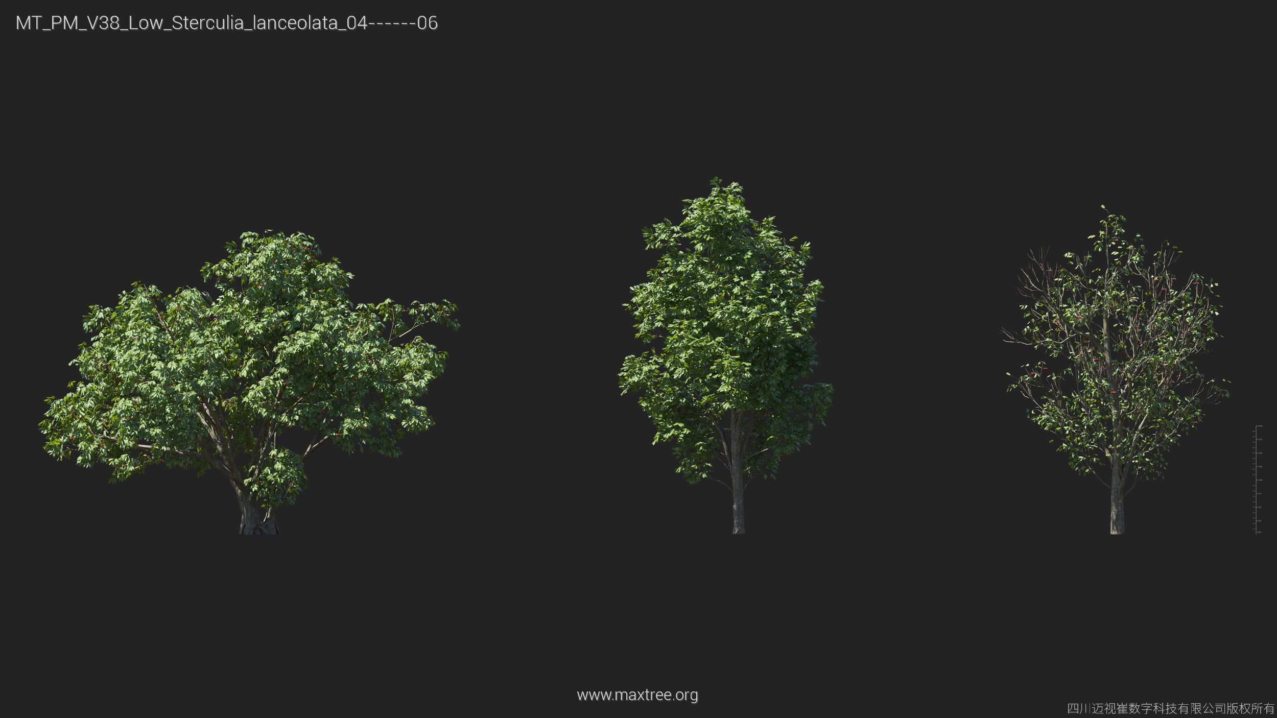 Maxtree Plant Models Vol 38 Low Poly - Mesh 3D model_24