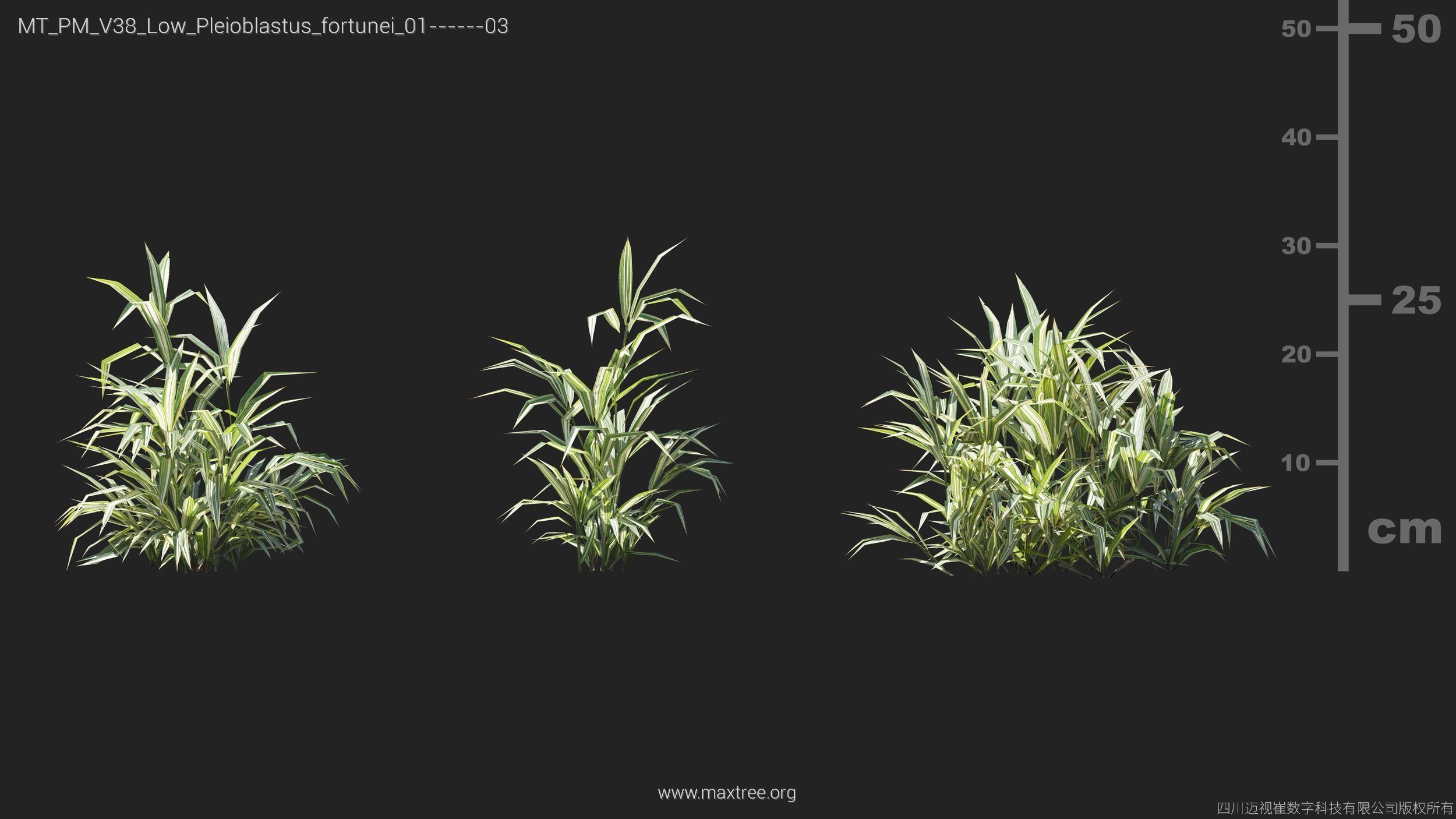 Maxtree Plant Models Vol 38 Low Poly - Mesh 3D model_21