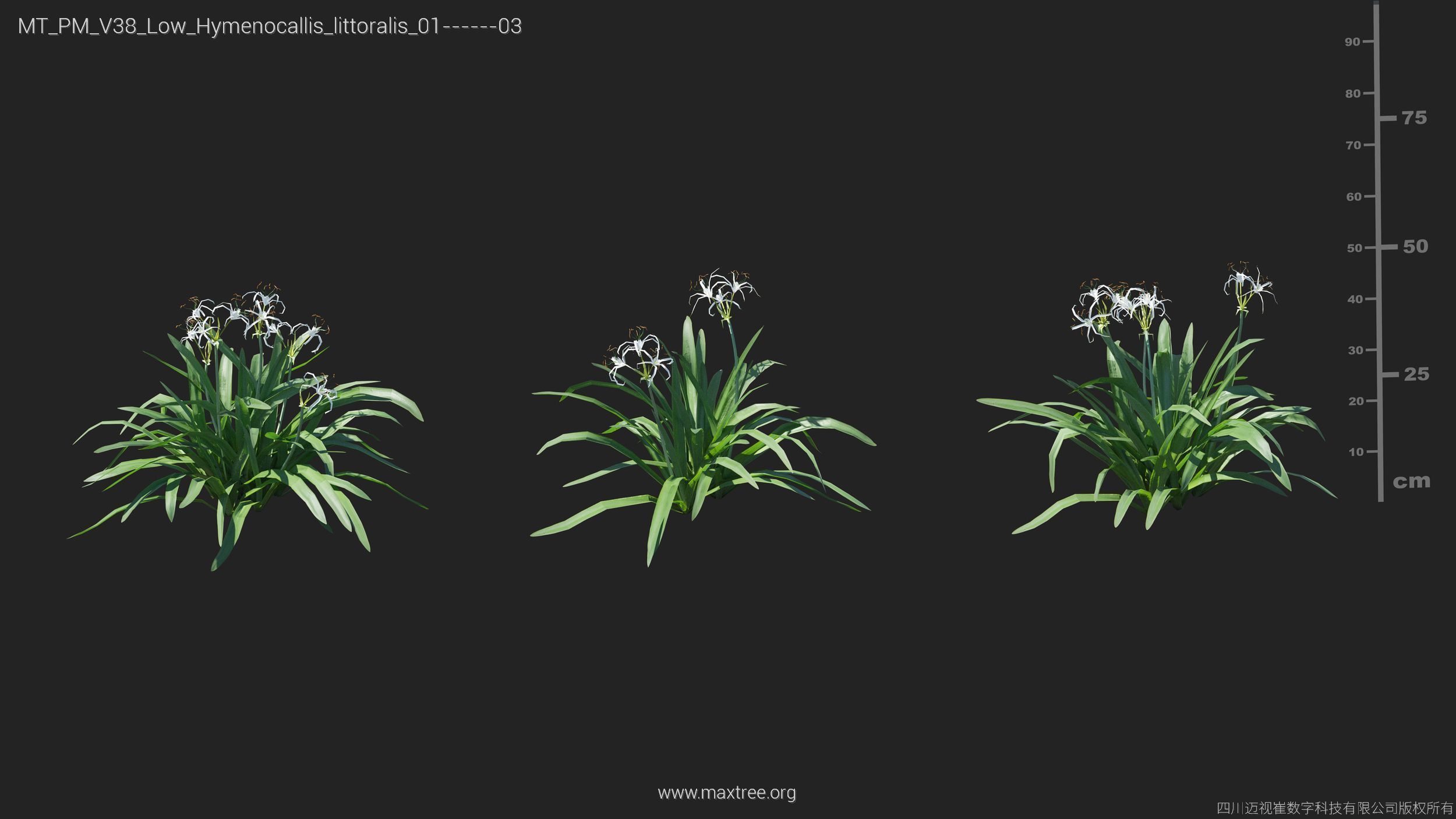 Maxtree Plant Models Vol 38 Low Poly - Mesh 3D model_15