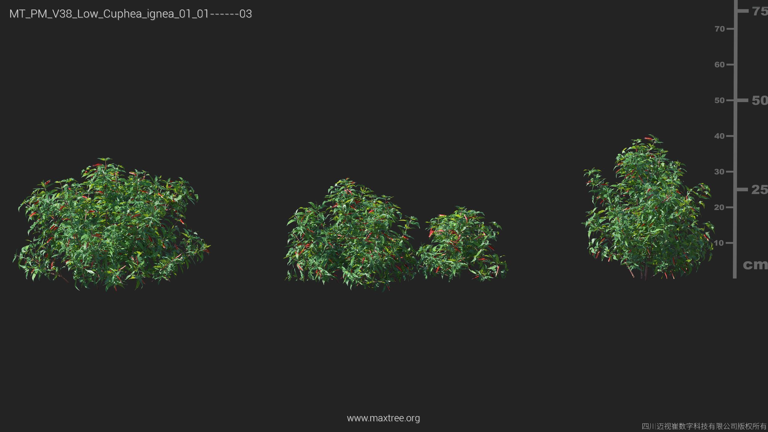 Maxtree Plant Models Vol 38 Low Poly - Mesh 3D model_9