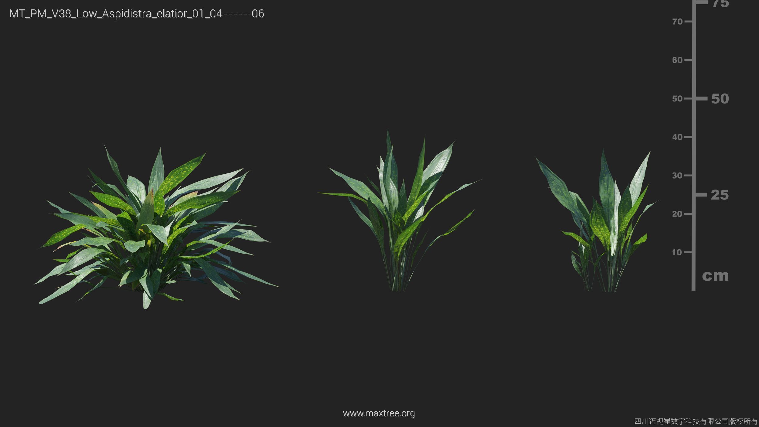 Maxtree Plant Models Vol 38 Low Poly - Mesh 3D model_6
