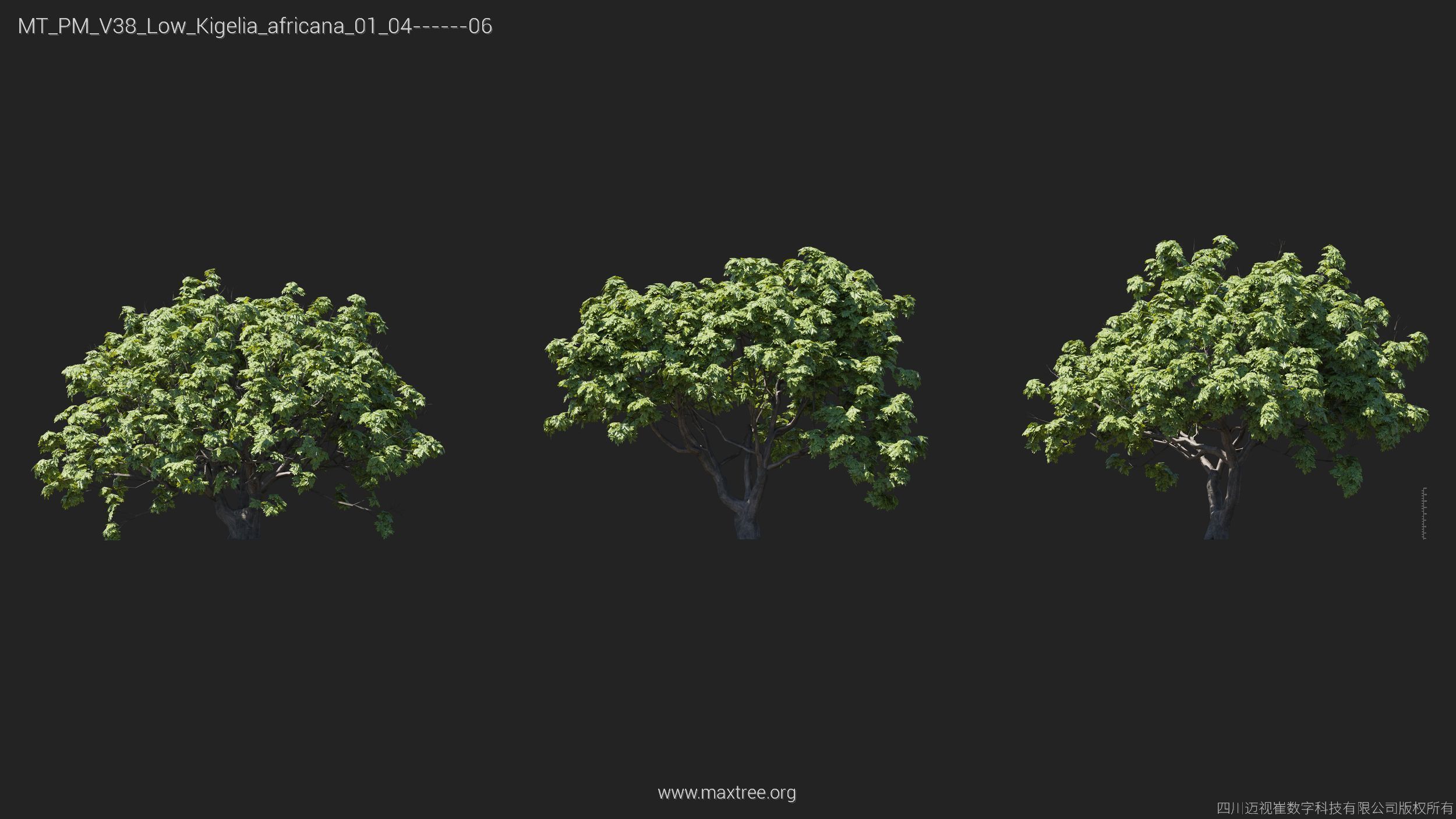 Maxtree Plant Models Vol 38 Low Poly - Mesh 3D model_18