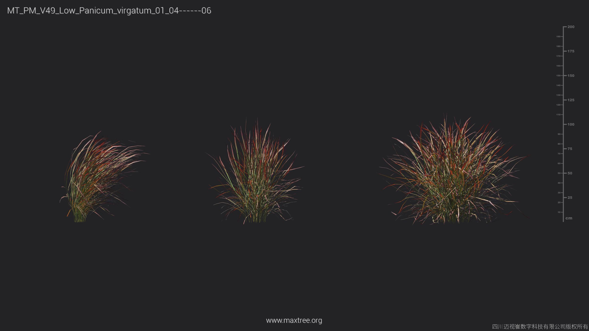 Maxtree Plant Models Vol 49 Low Poly - Mesh 3D model_16