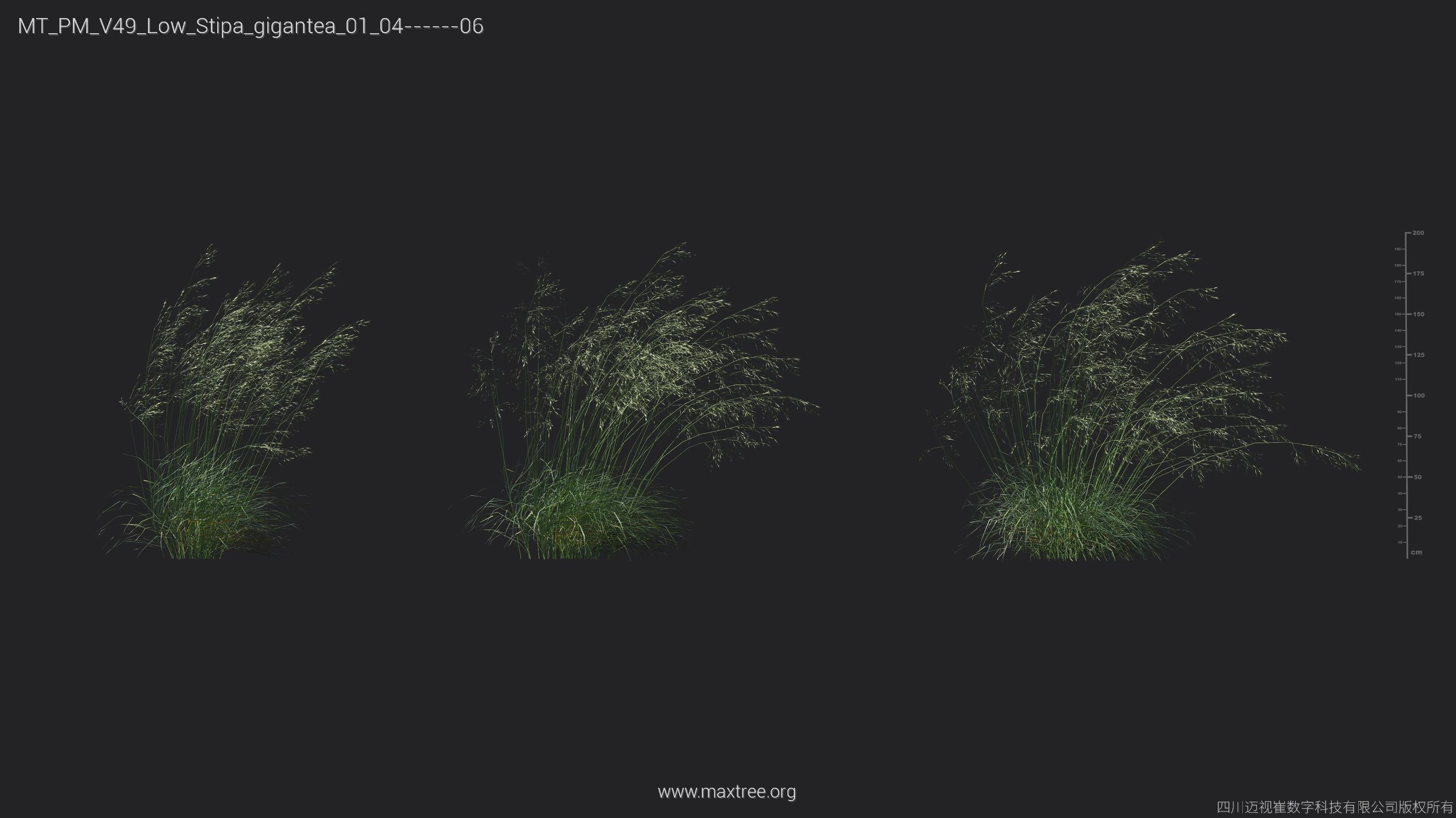 Maxtree Plant Models Vol 49 Low Poly - Mesh 3D model_32