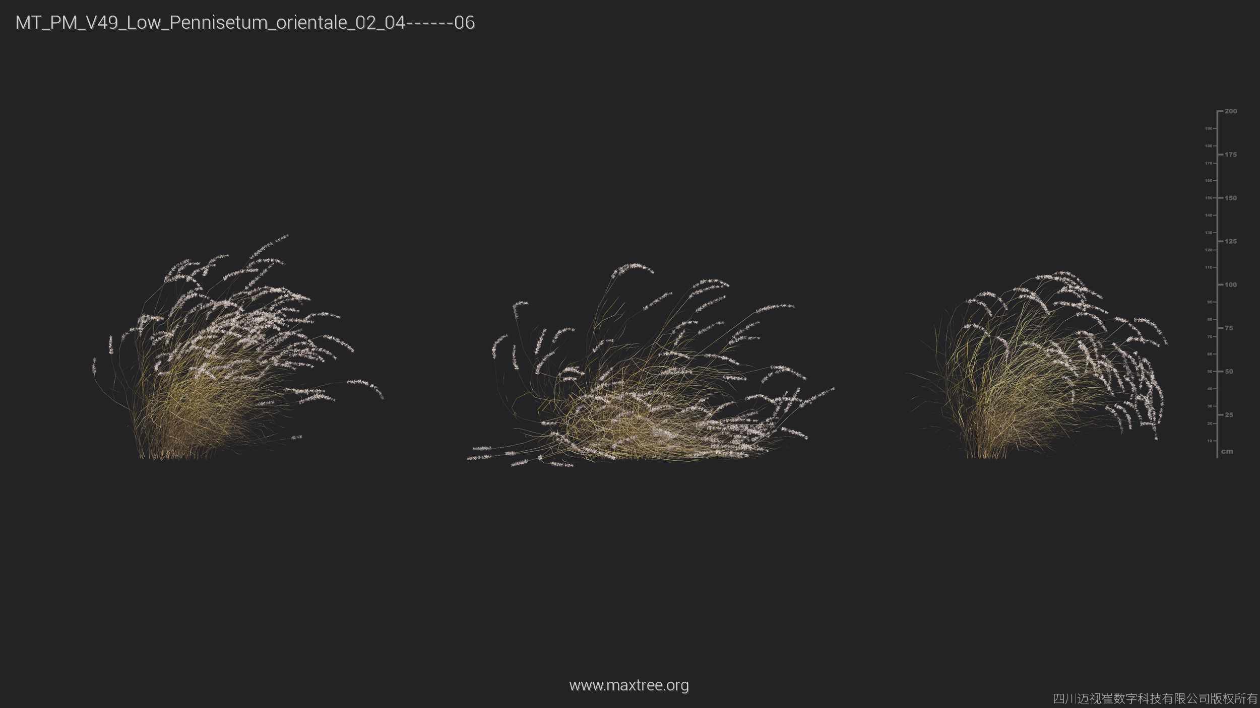 Maxtree Plant Models Vol 49 Low Poly - Mesh 3D model_22