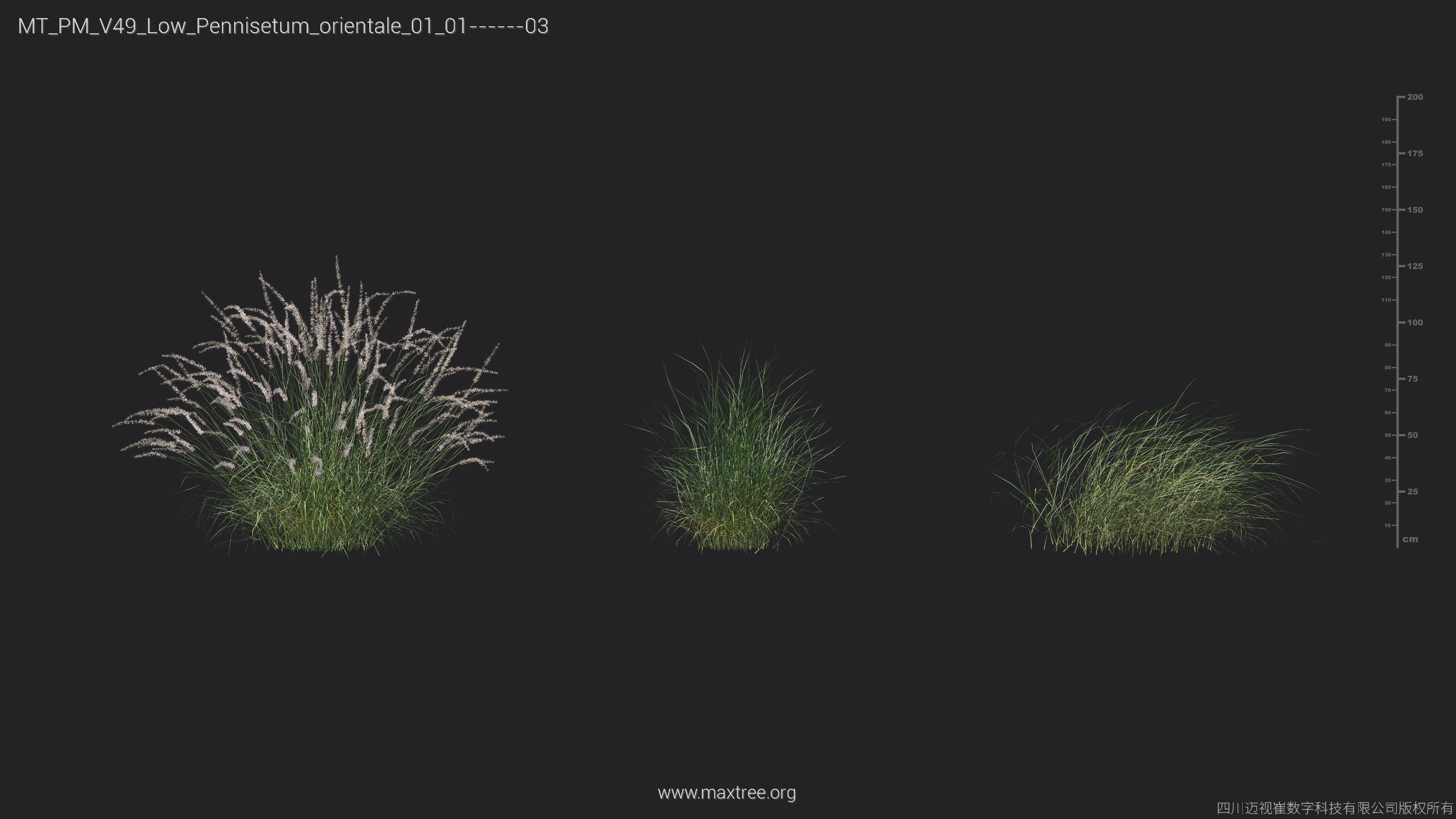Maxtree Plant Models Vol 49 Low Poly - Mesh 3D model_19