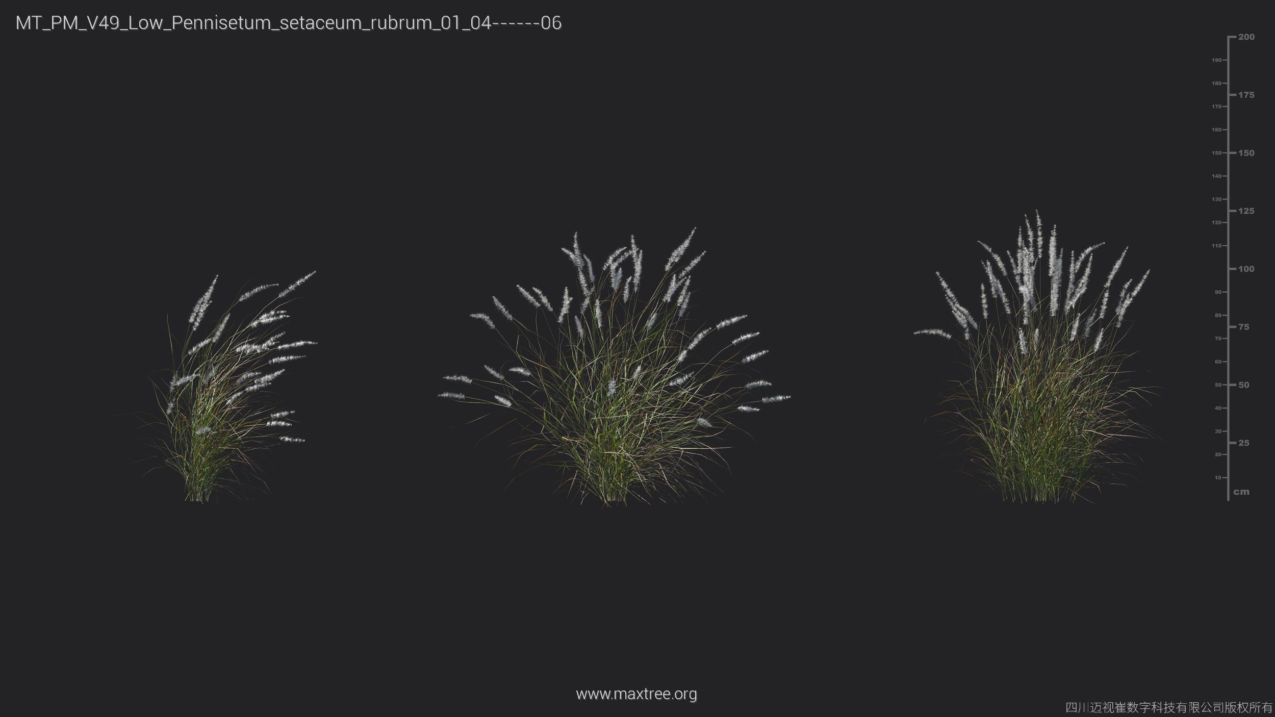 Maxtree Plant Models Vol 49 Low Poly - Mesh 3D model_24