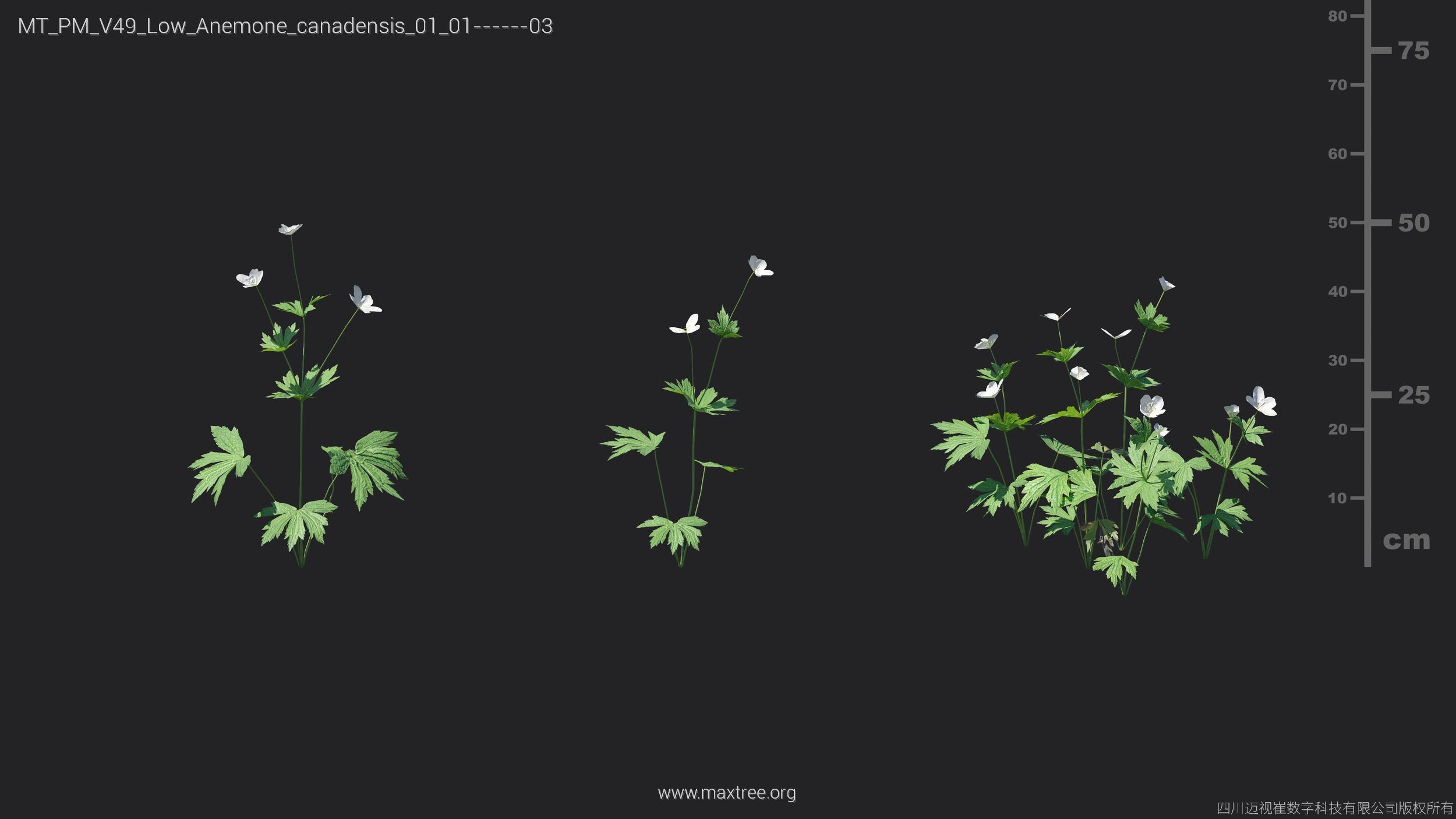 Maxtree Plant Models Vol 49 Low Poly - Mesh 3D model_5