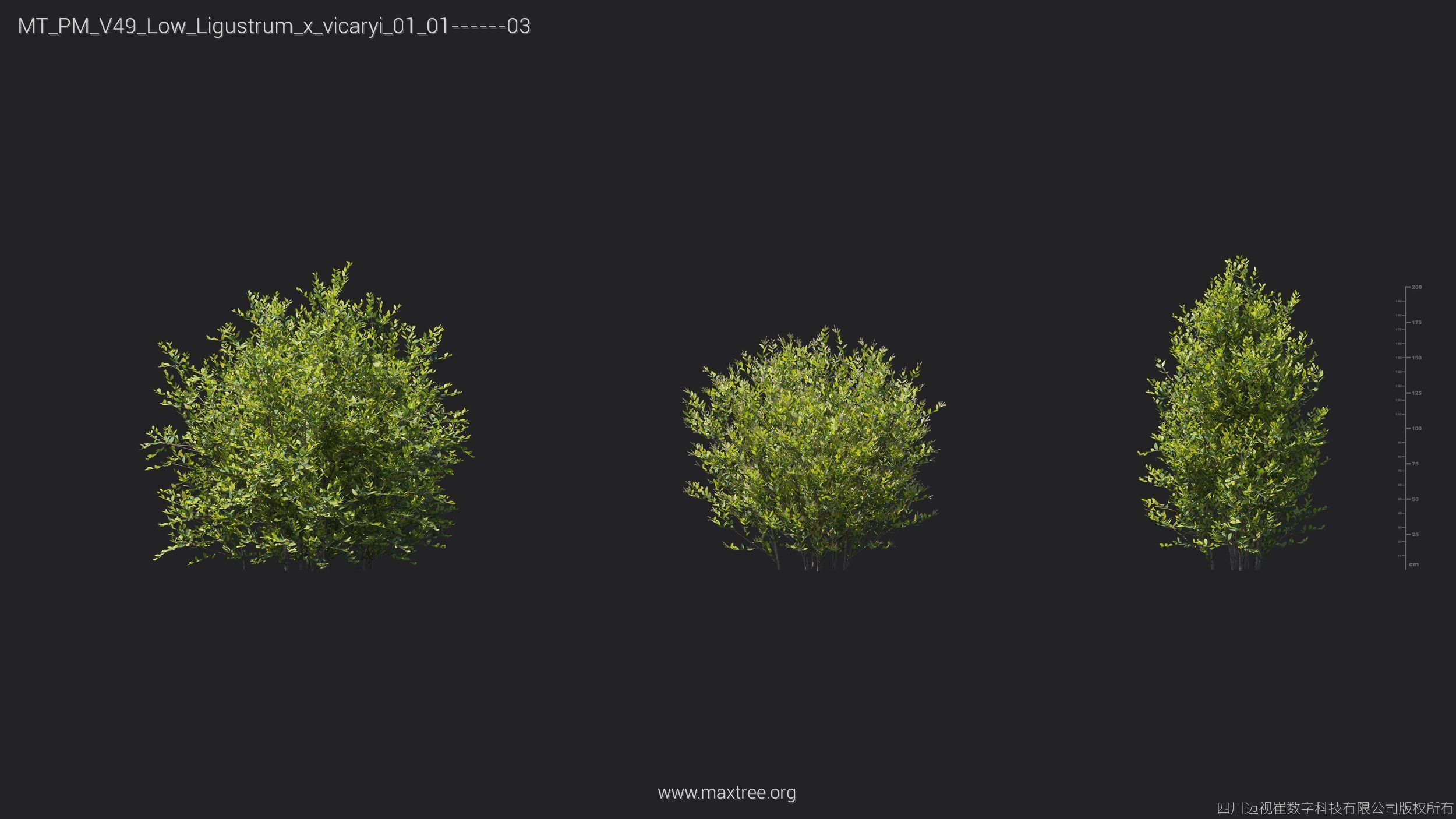 Maxtree Plant Models Vol 49 Low Poly - Mesh 3D model_13