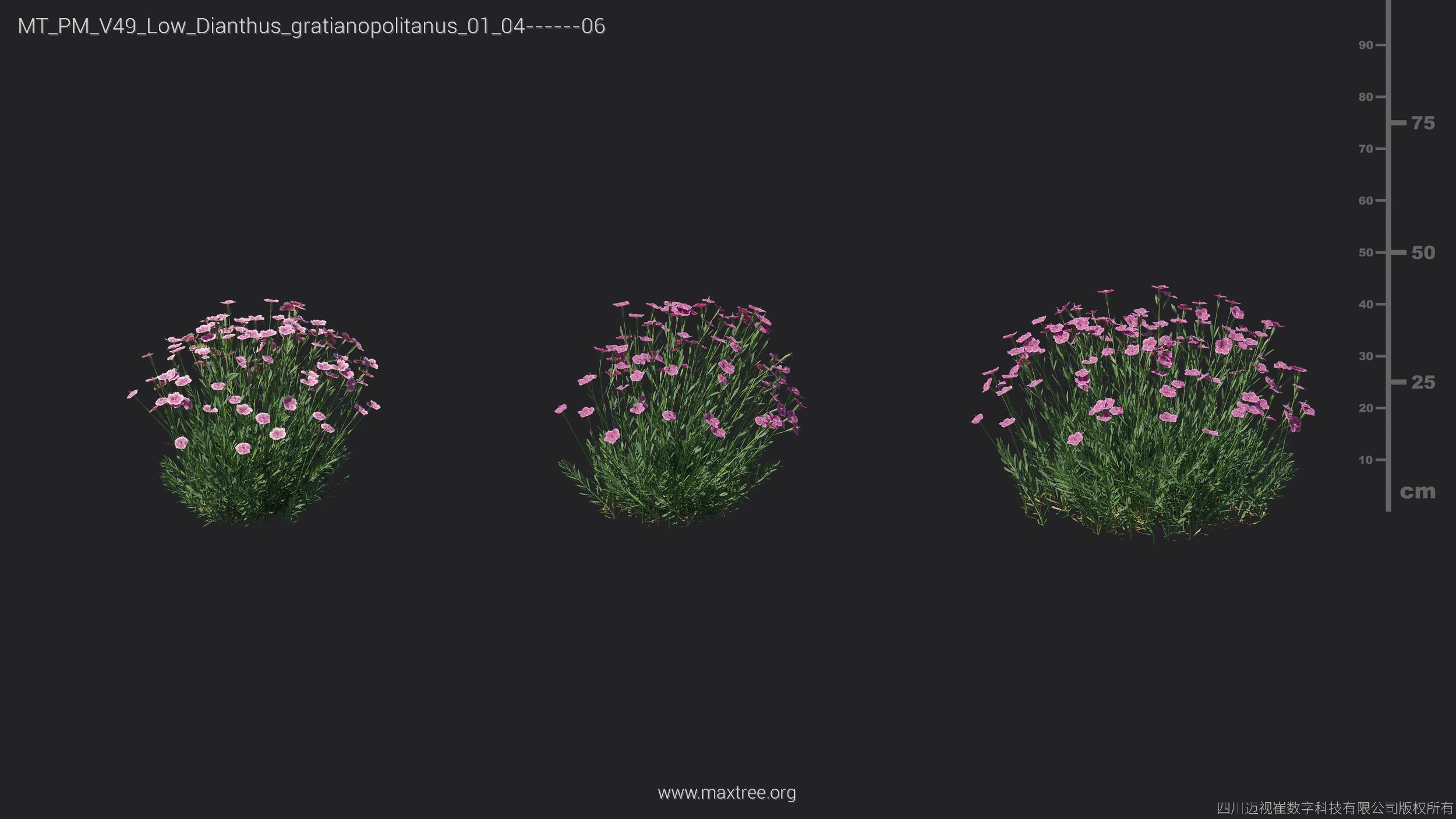 Maxtree Plant Models Vol 49 Low Poly - Mesh 3D model_12