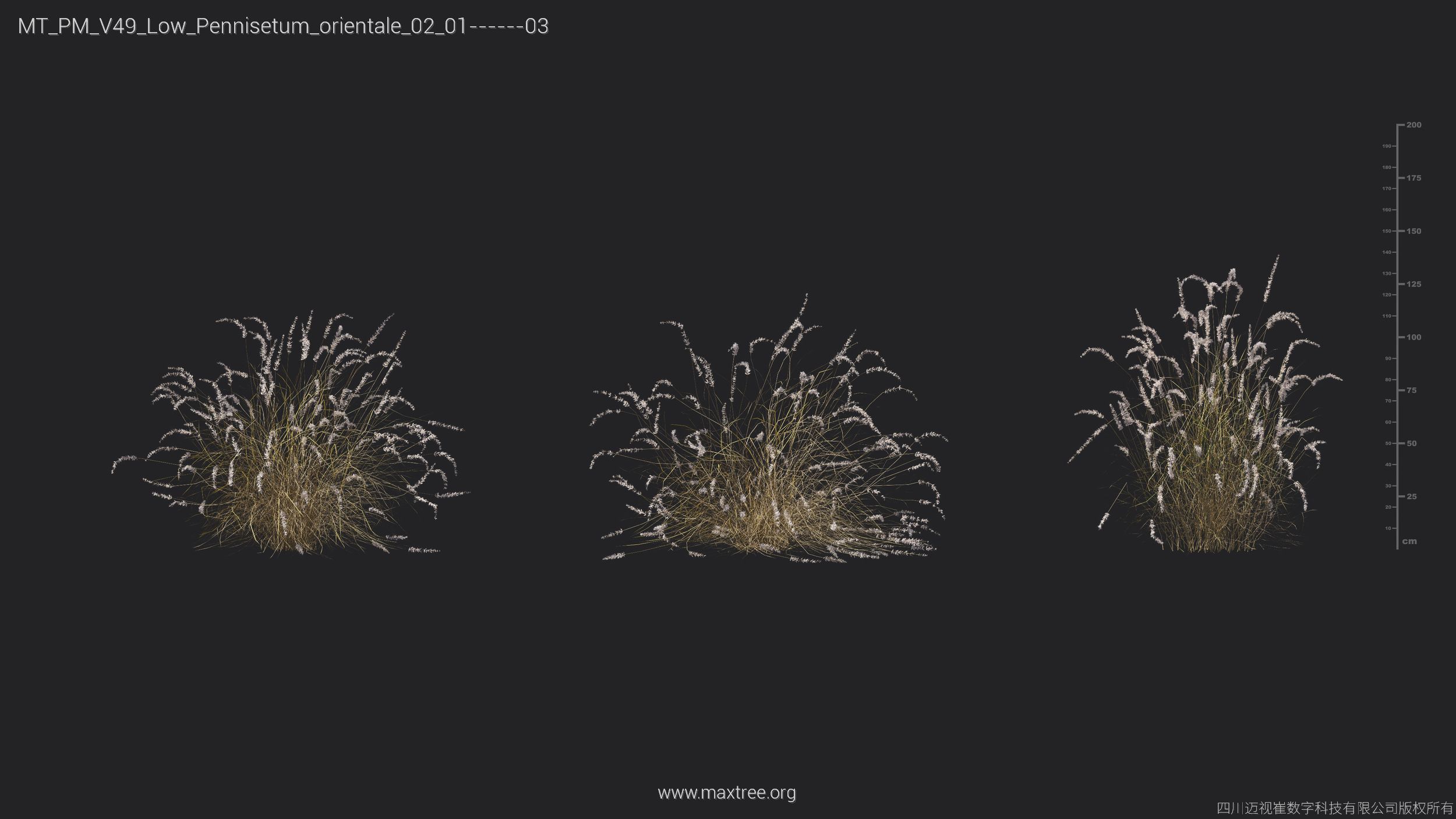 Maxtree Plant Models Vol 49 Low Poly - Mesh 3D model_21