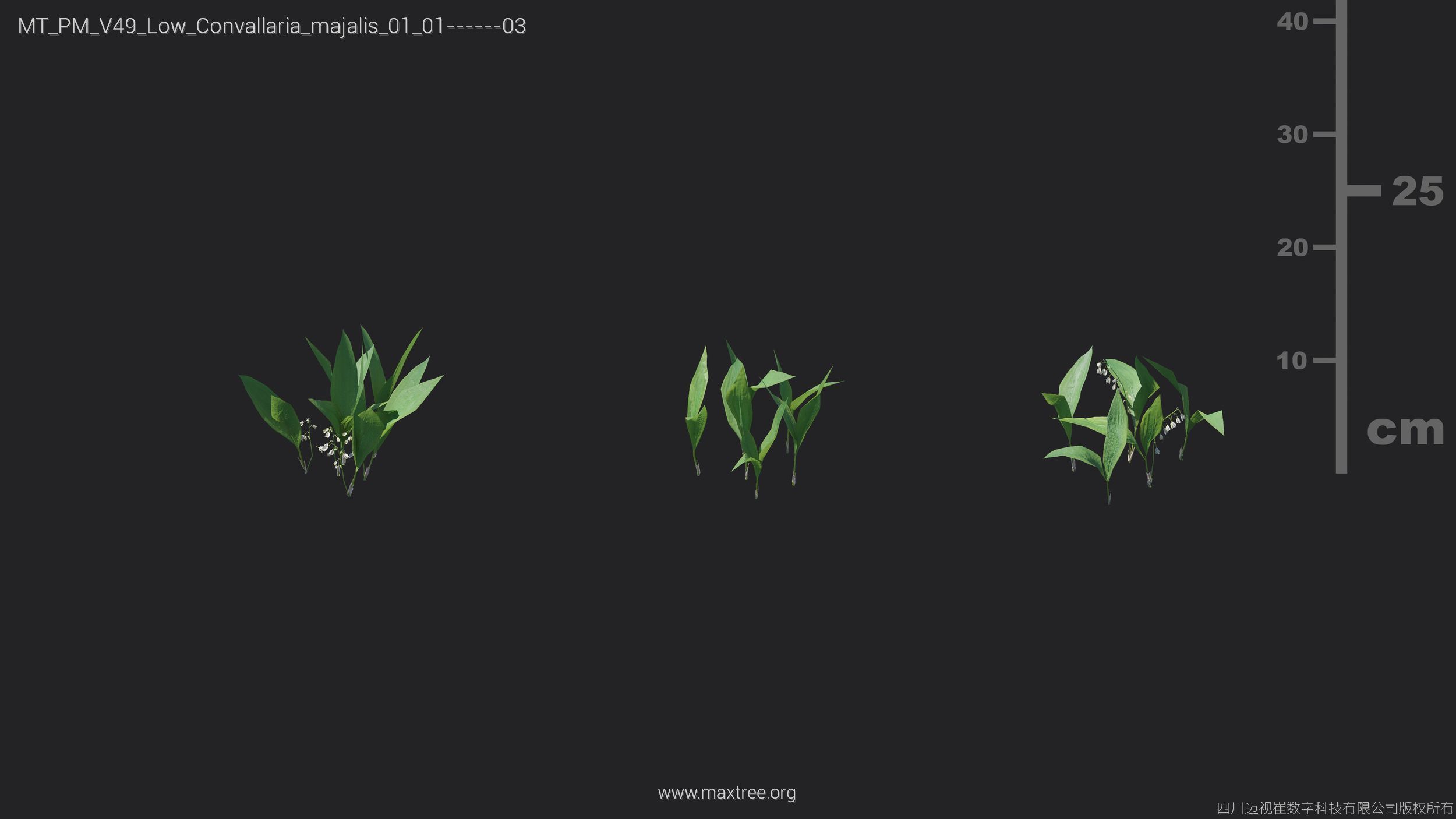 Maxtree Plant Models Vol 49 Low Poly - Mesh 3D model_9