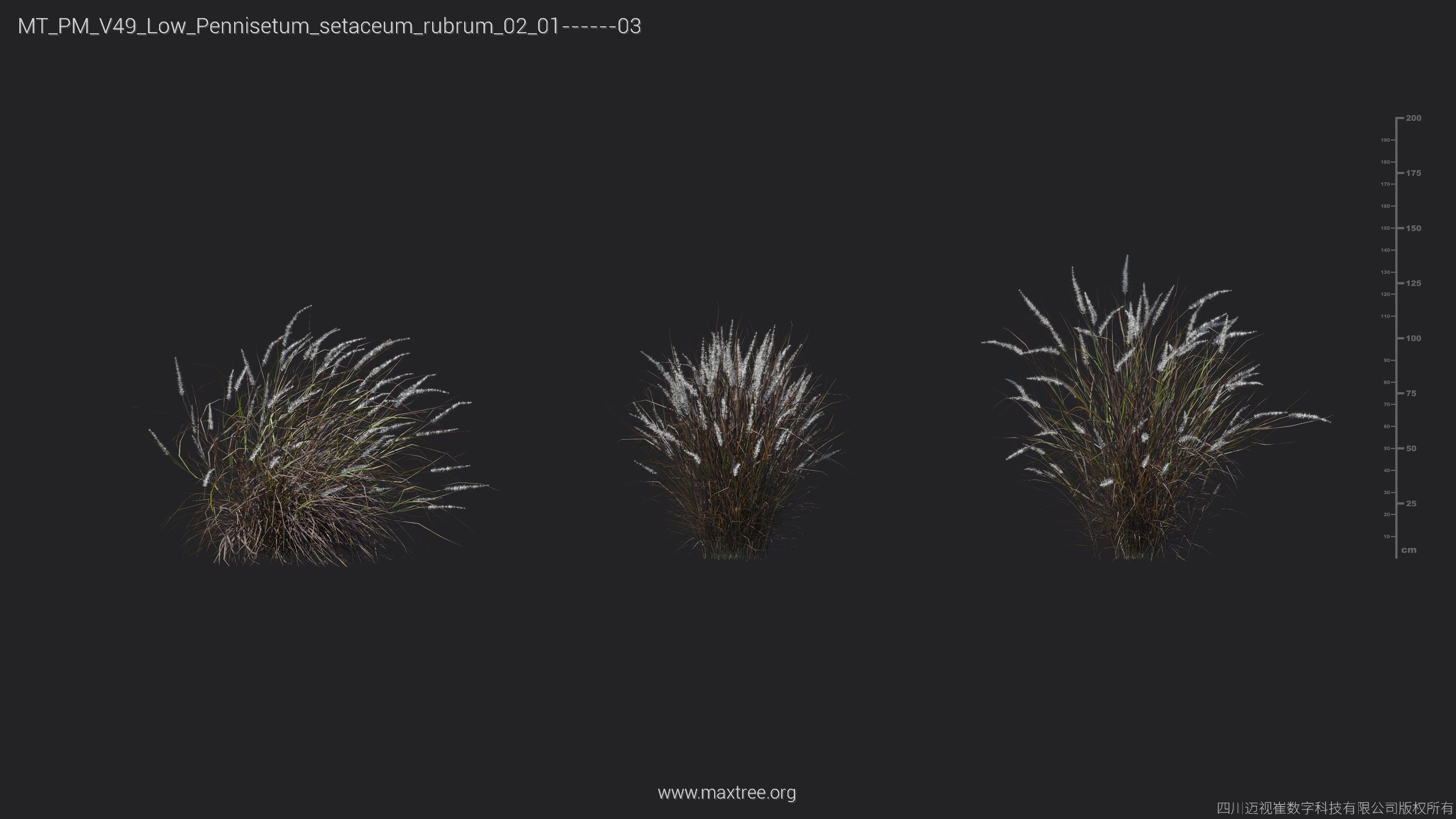 Maxtree Plant Models Vol 49 Low Poly - Mesh 3D model_25