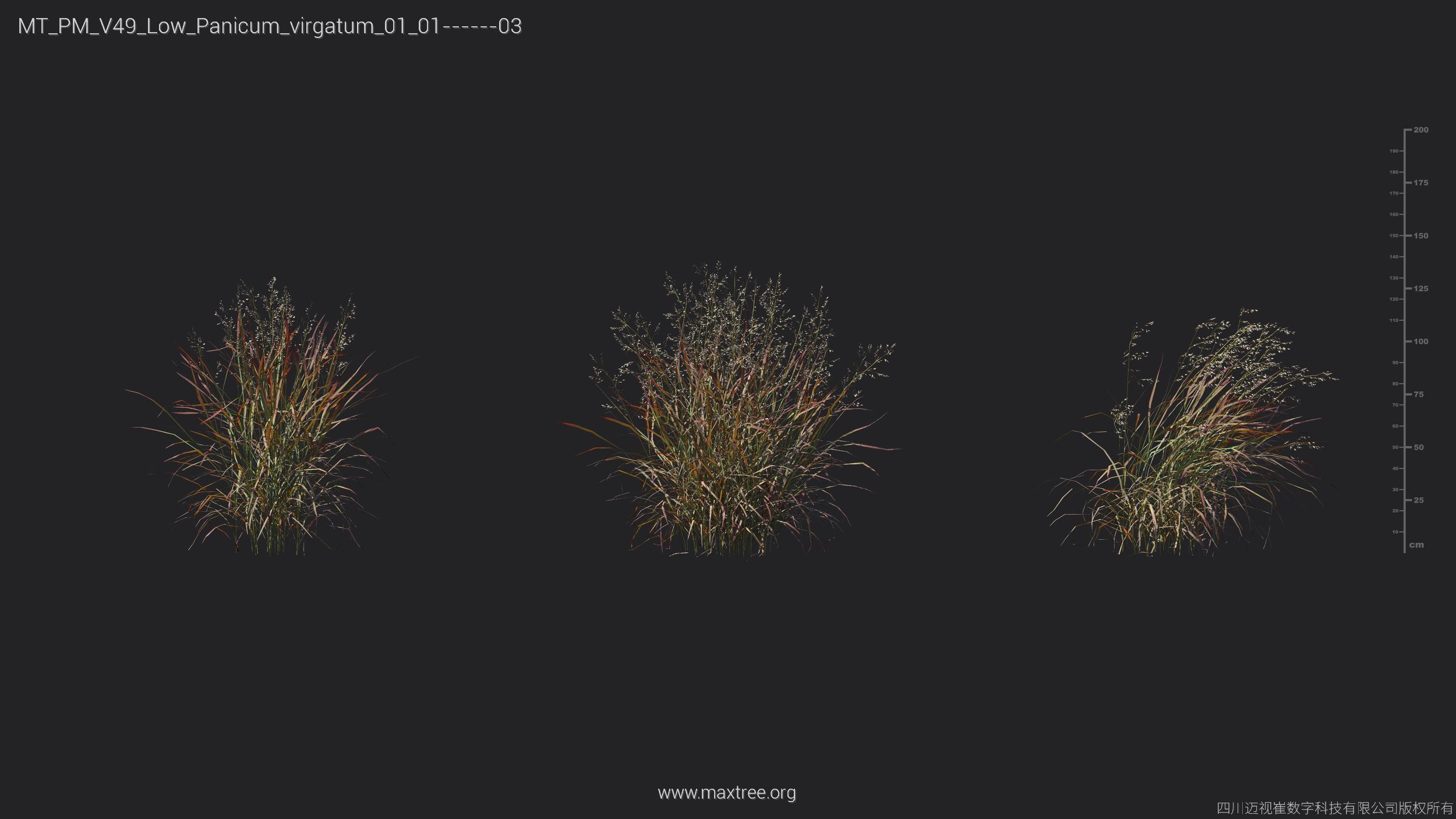 Maxtree Plant Models Vol 49 Low Poly - Mesh 3D model_15