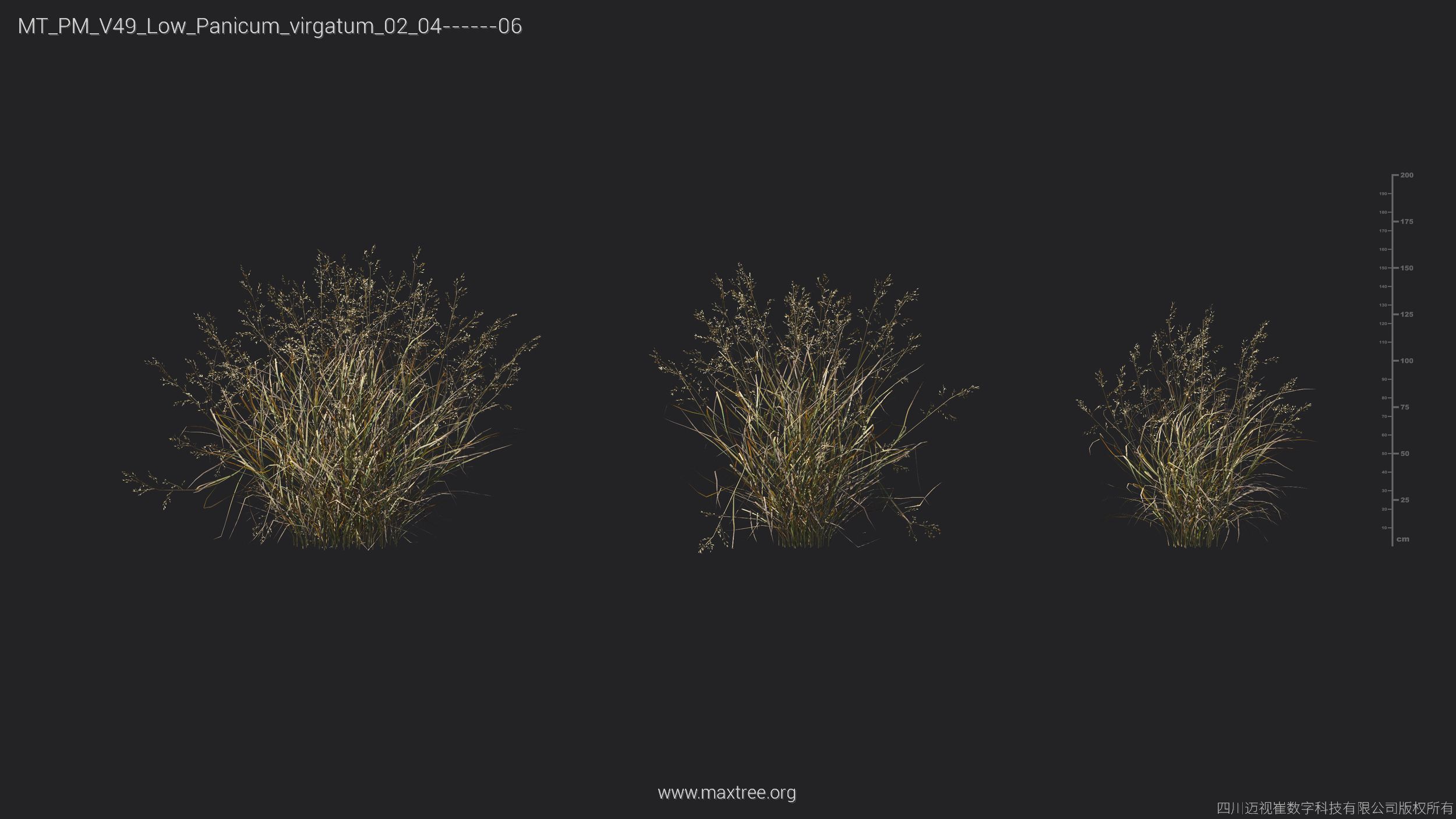 Maxtree Plant Models Vol 49 Low Poly - Mesh 3D model_18
