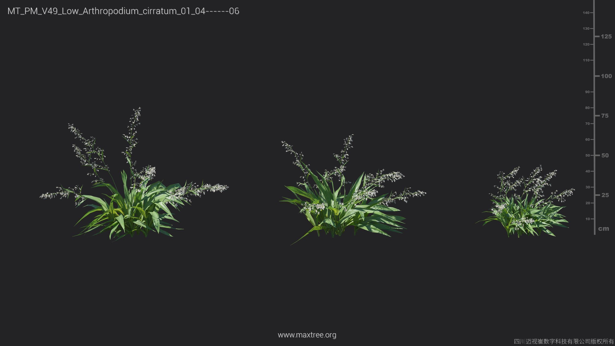 Maxtree Plant Models Vol 49 Low Poly - Mesh 3D model_8