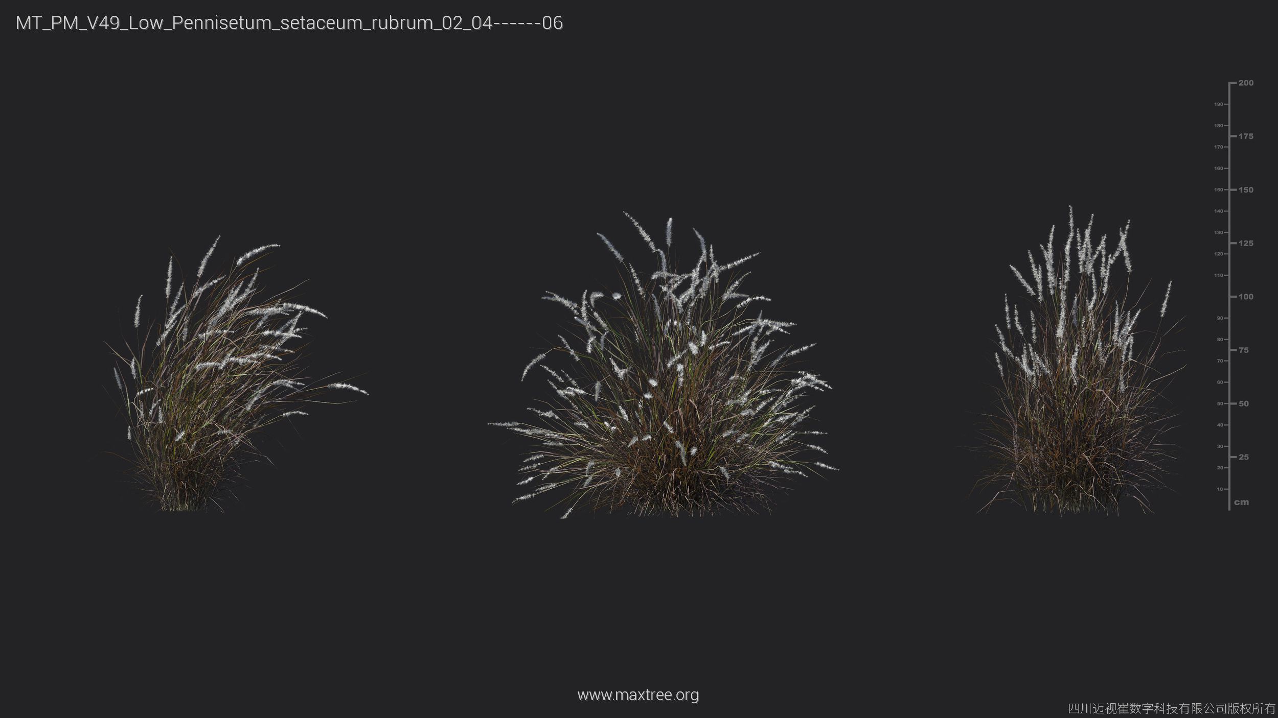 Maxtree Plant Models Vol 49 Low Poly - Mesh 3D model_26