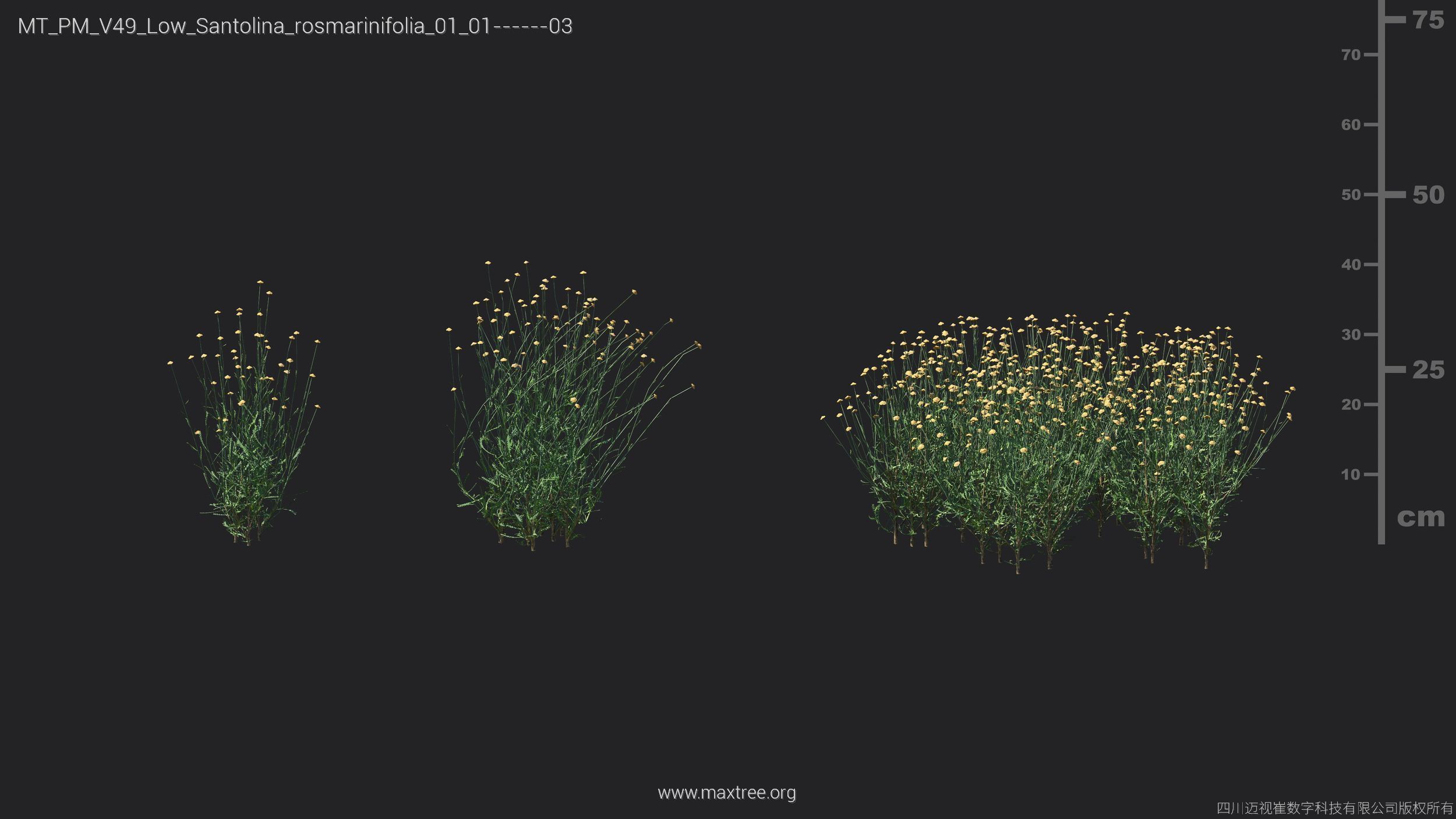 Maxtree Plant Models Vol 49 Low Poly - Mesh 3D model_29
