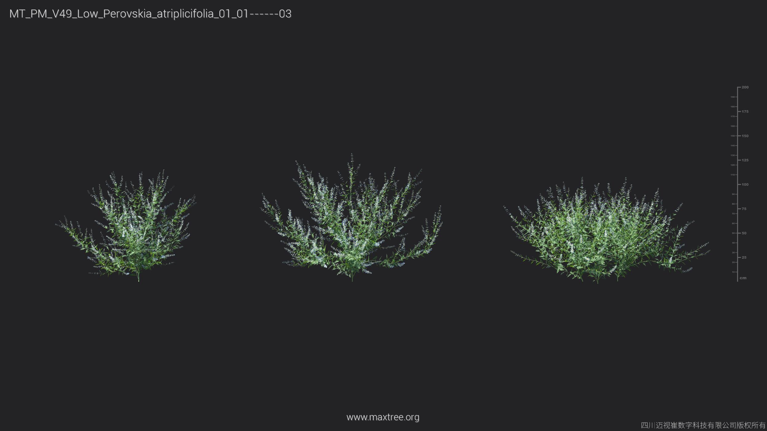 Maxtree Plant Models Vol 49 Low Poly - Mesh 3D model_27