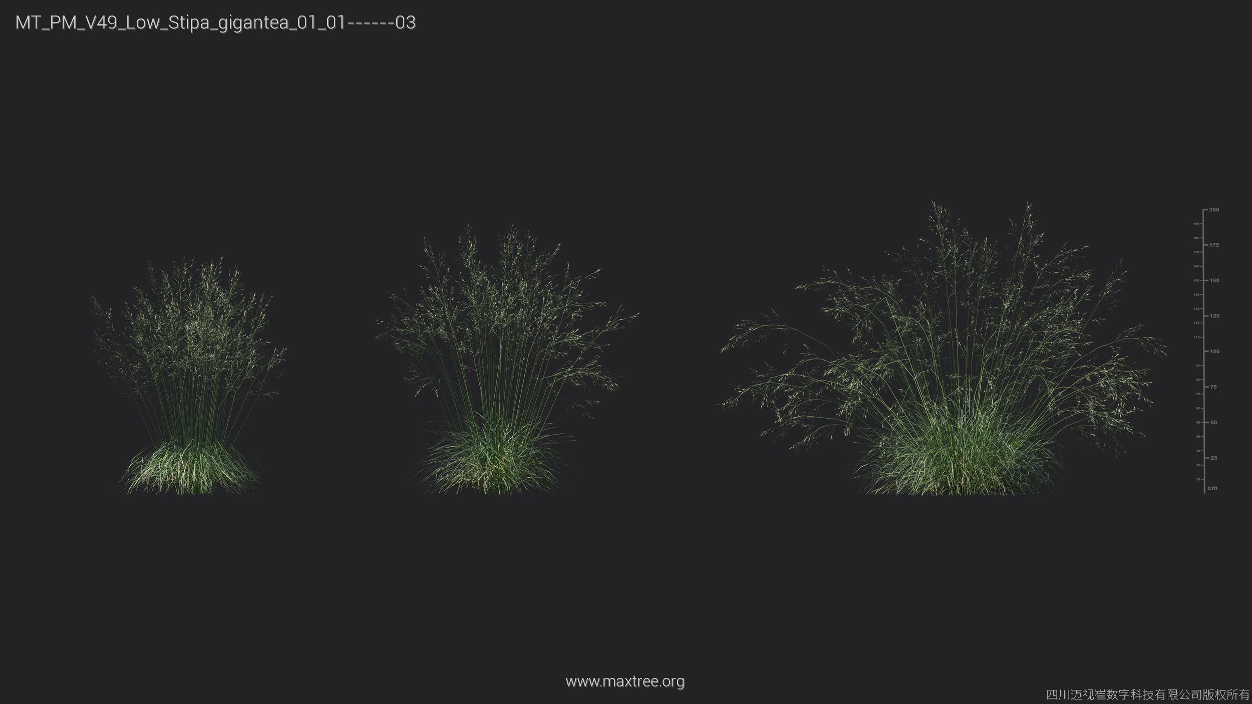 Maxtree Plant Models Vol 49 Low Poly - Mesh 3D model_31