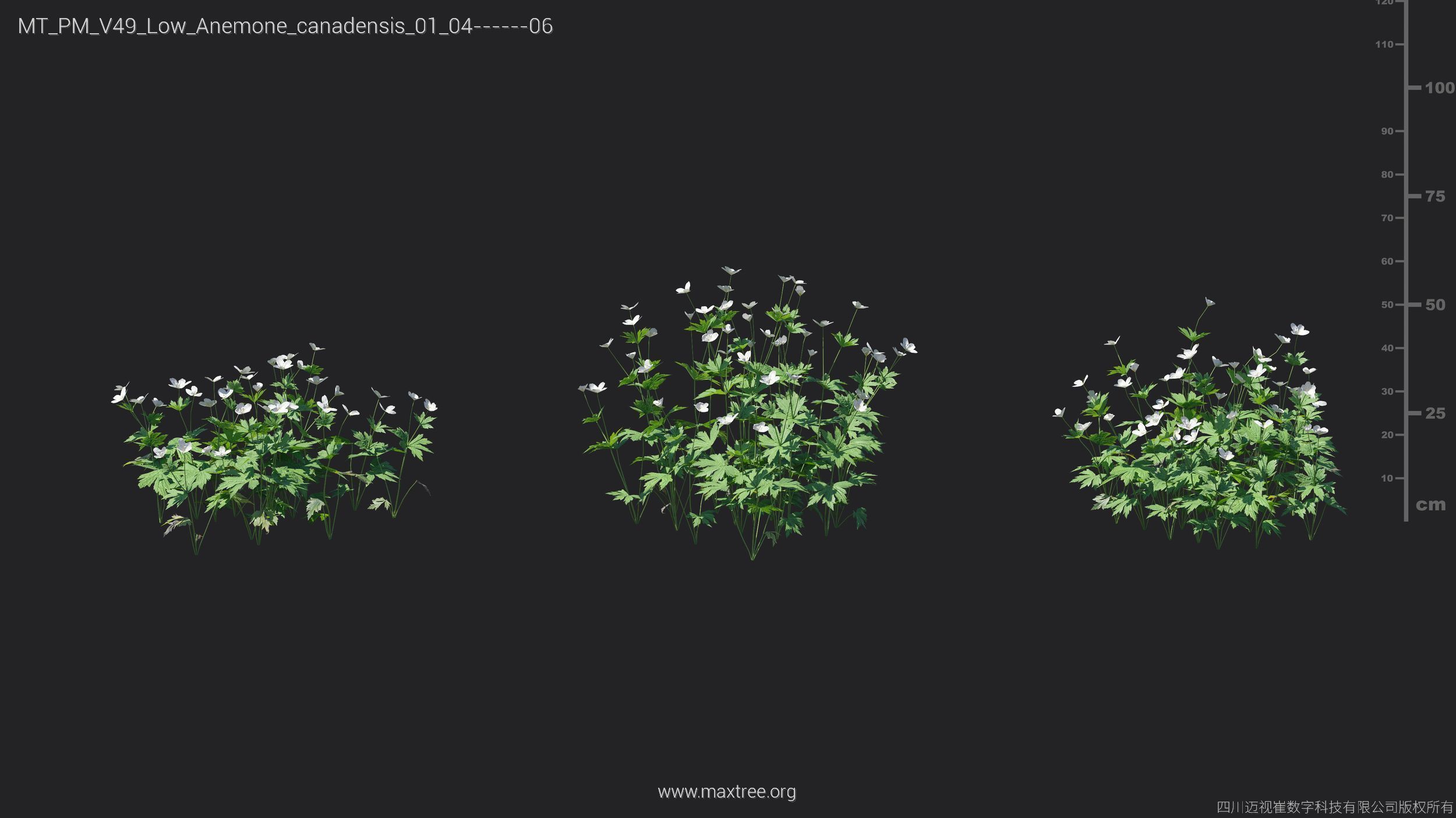 Maxtree Plant Models Vol 49 Low Poly - Mesh 3D model_6