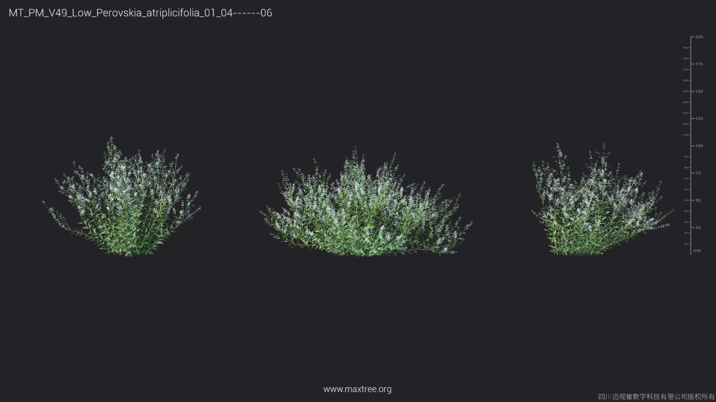 Maxtree Plant Models Vol 49 Low Poly - Mesh 3D model_28