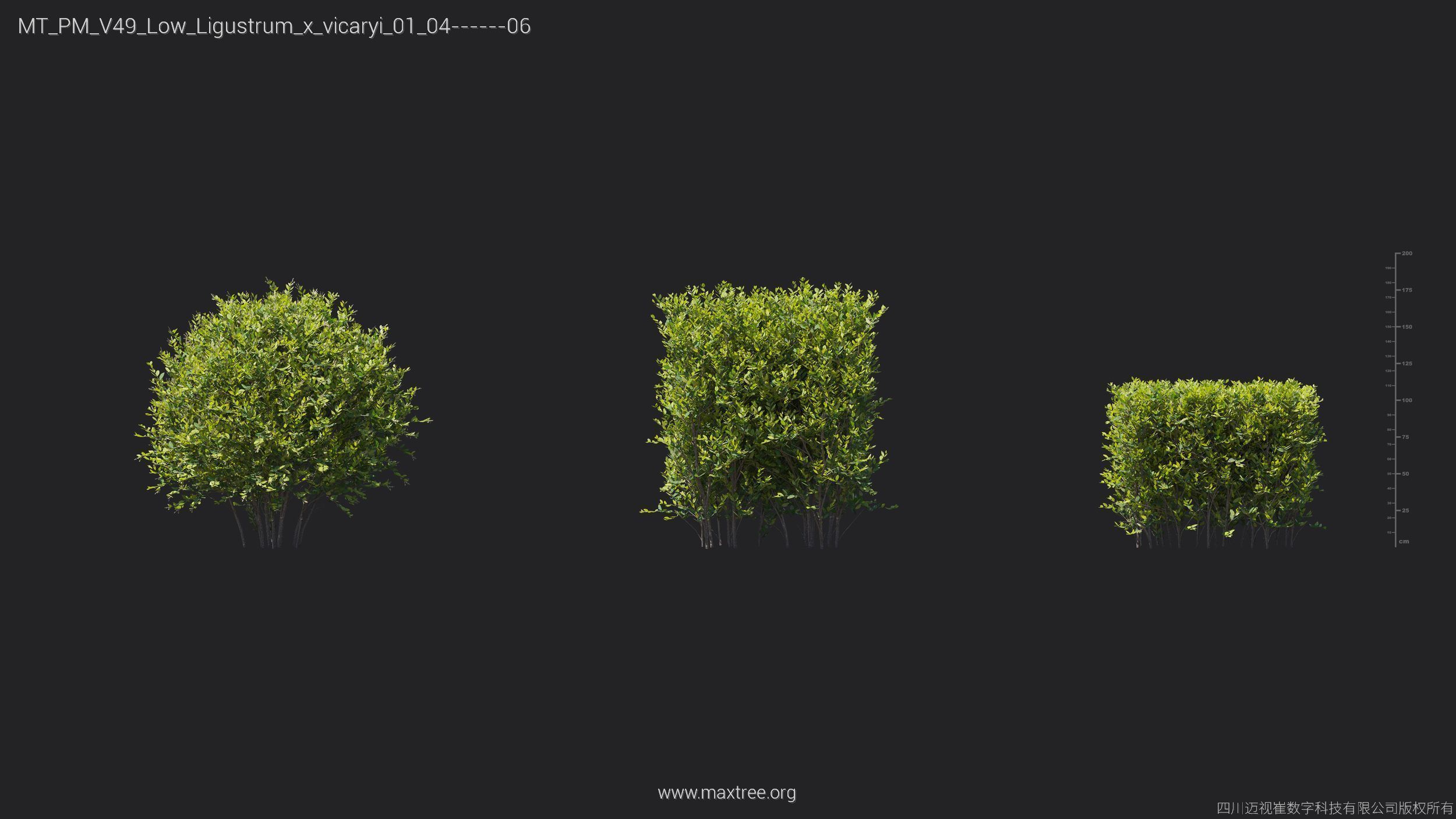 Maxtree Plant Models Vol 49 Low Poly - Mesh 3D model_14