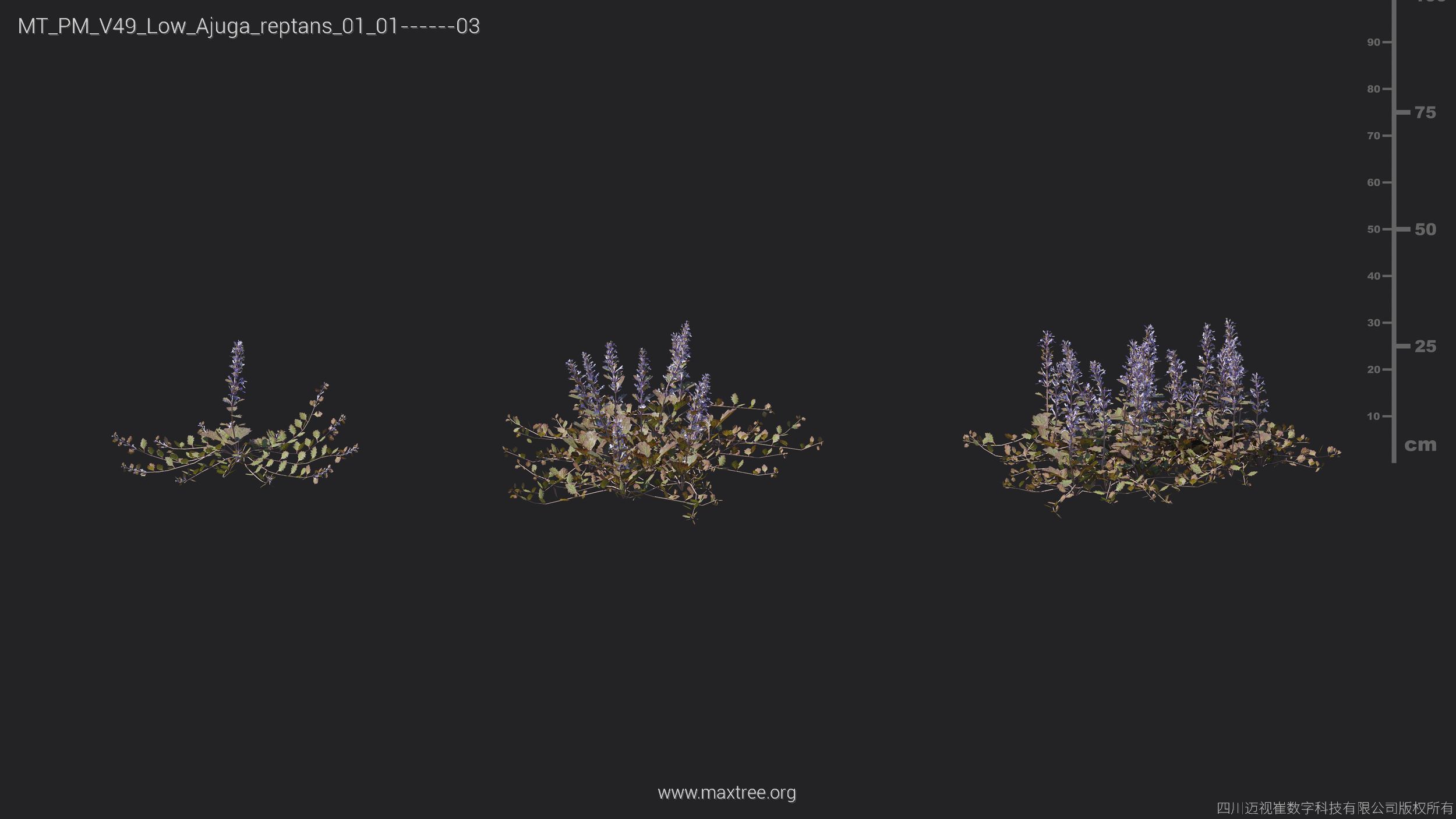 Maxtree Plant Models Vol 49 Low Poly - Mesh 3D model_3