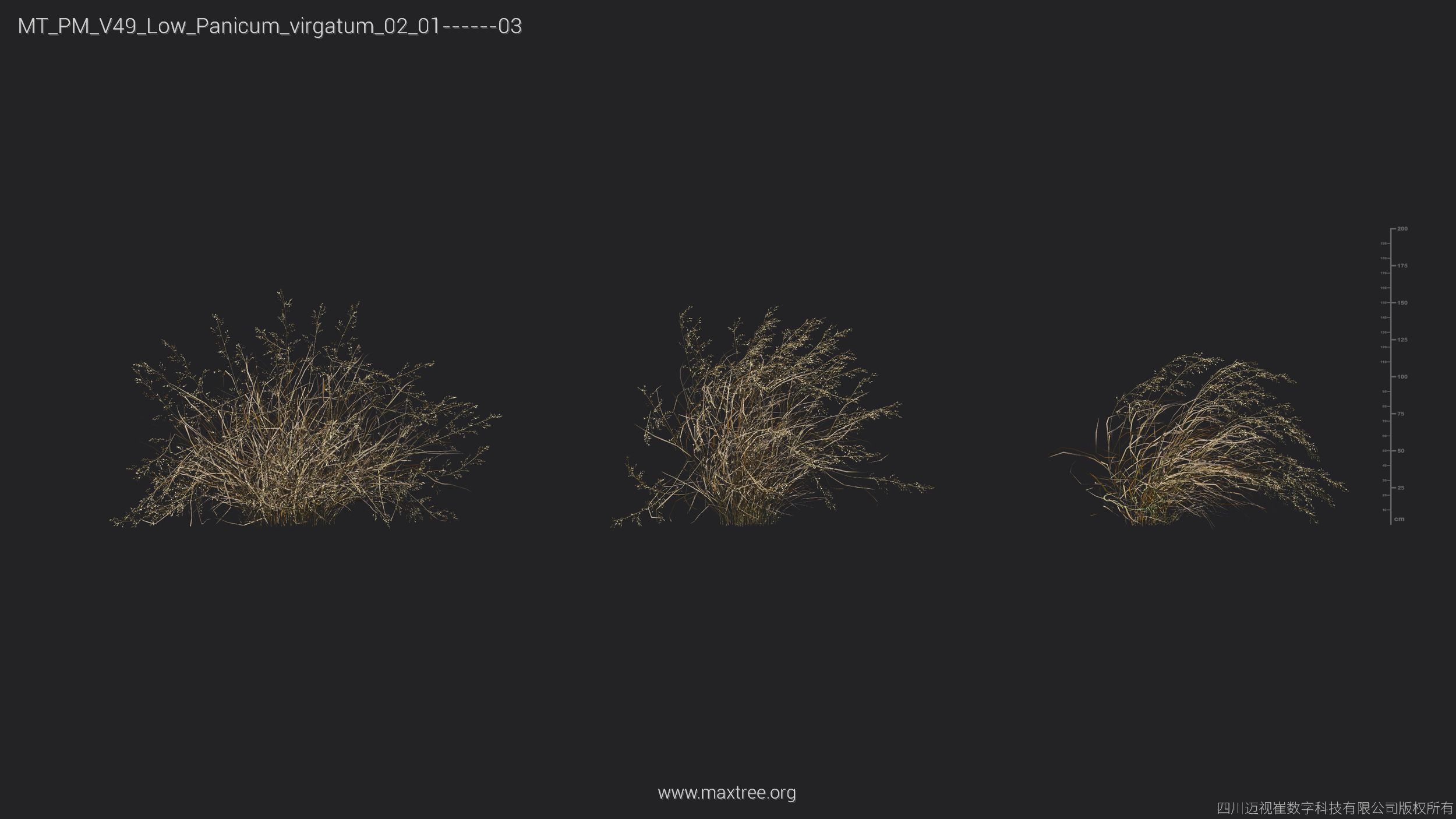 Maxtree Plant Models Vol 49 Low Poly - Mesh 3D model_17