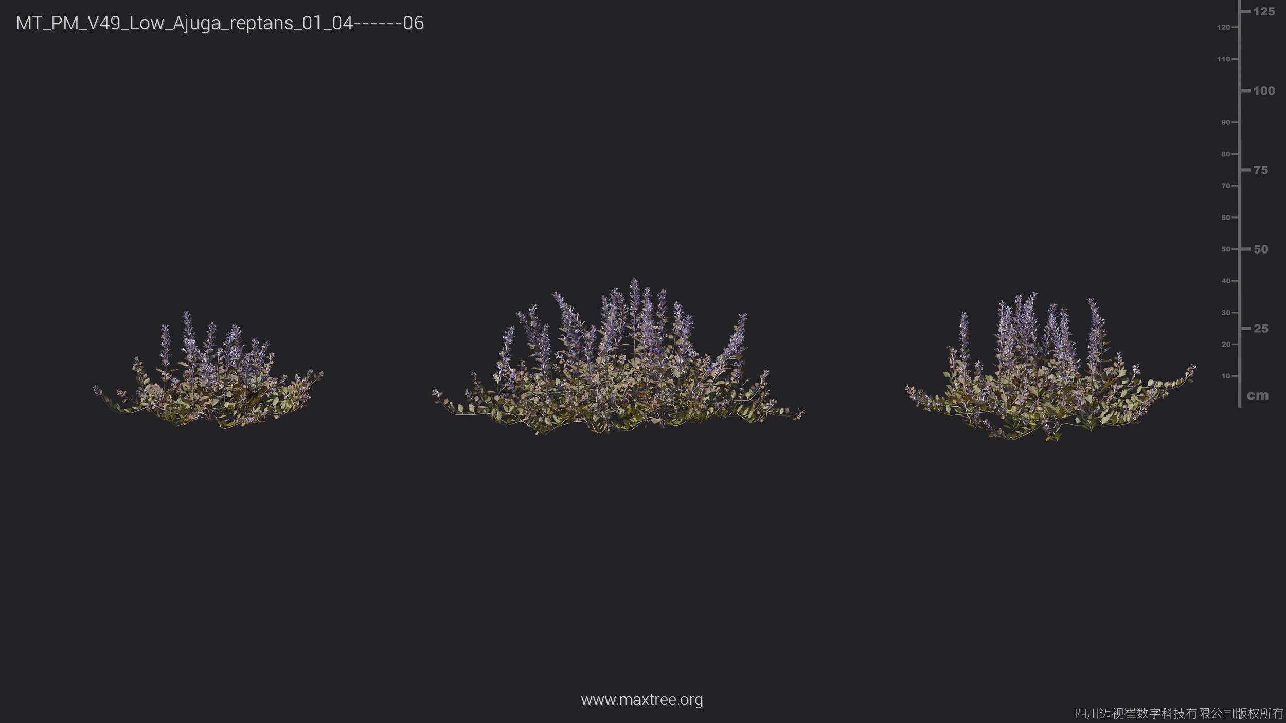Maxtree Plant Models Vol 49 Low Poly - Mesh 3D model_4