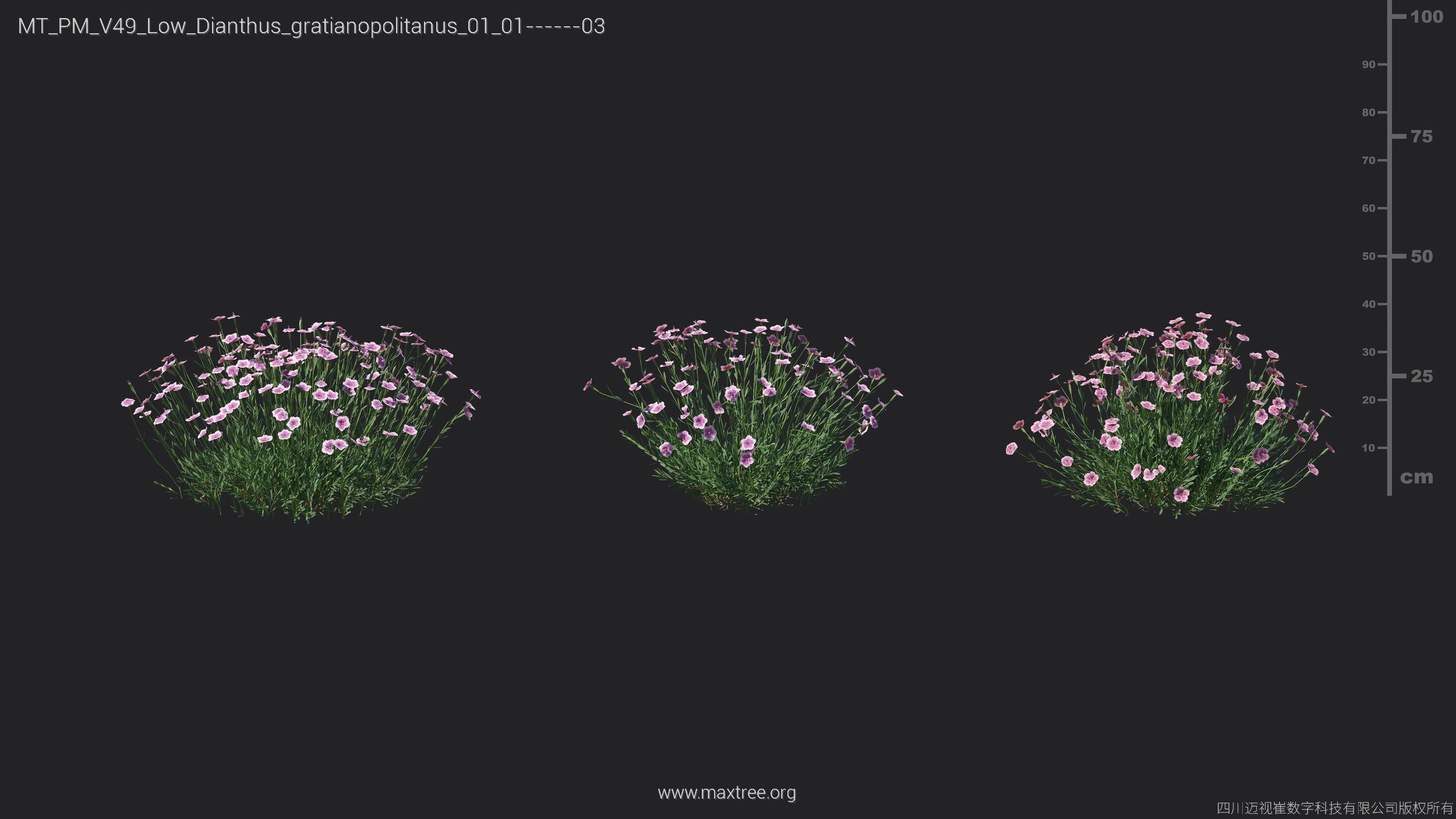 Maxtree Plant Models Vol 49 Low Poly - Mesh 3D model_11
