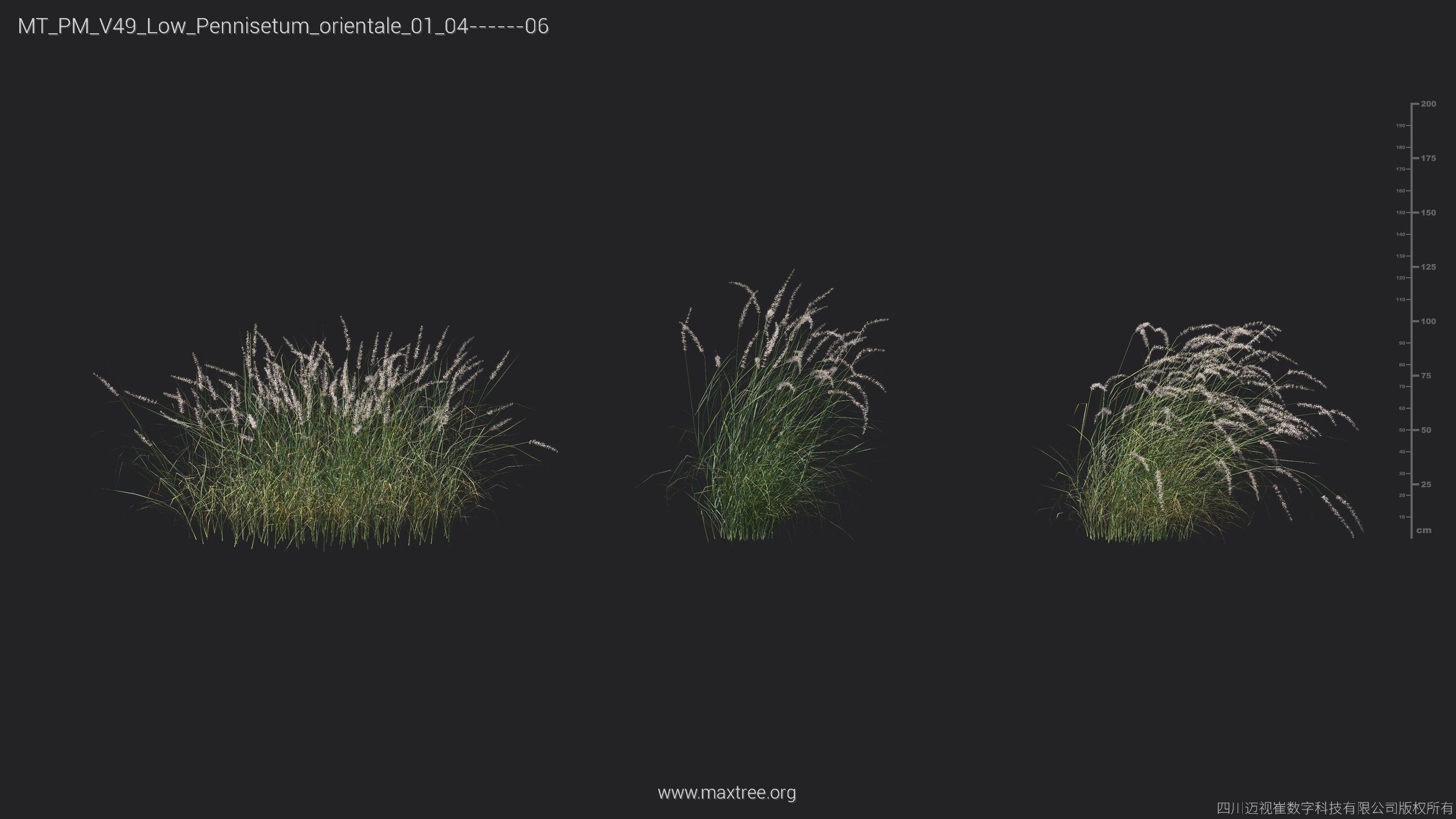 Maxtree Plant Models Vol 49 Low Poly - Mesh 3D model_20