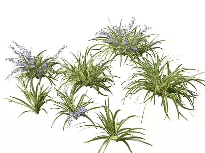 Dianella tasmanica - Tasman Flax Lily