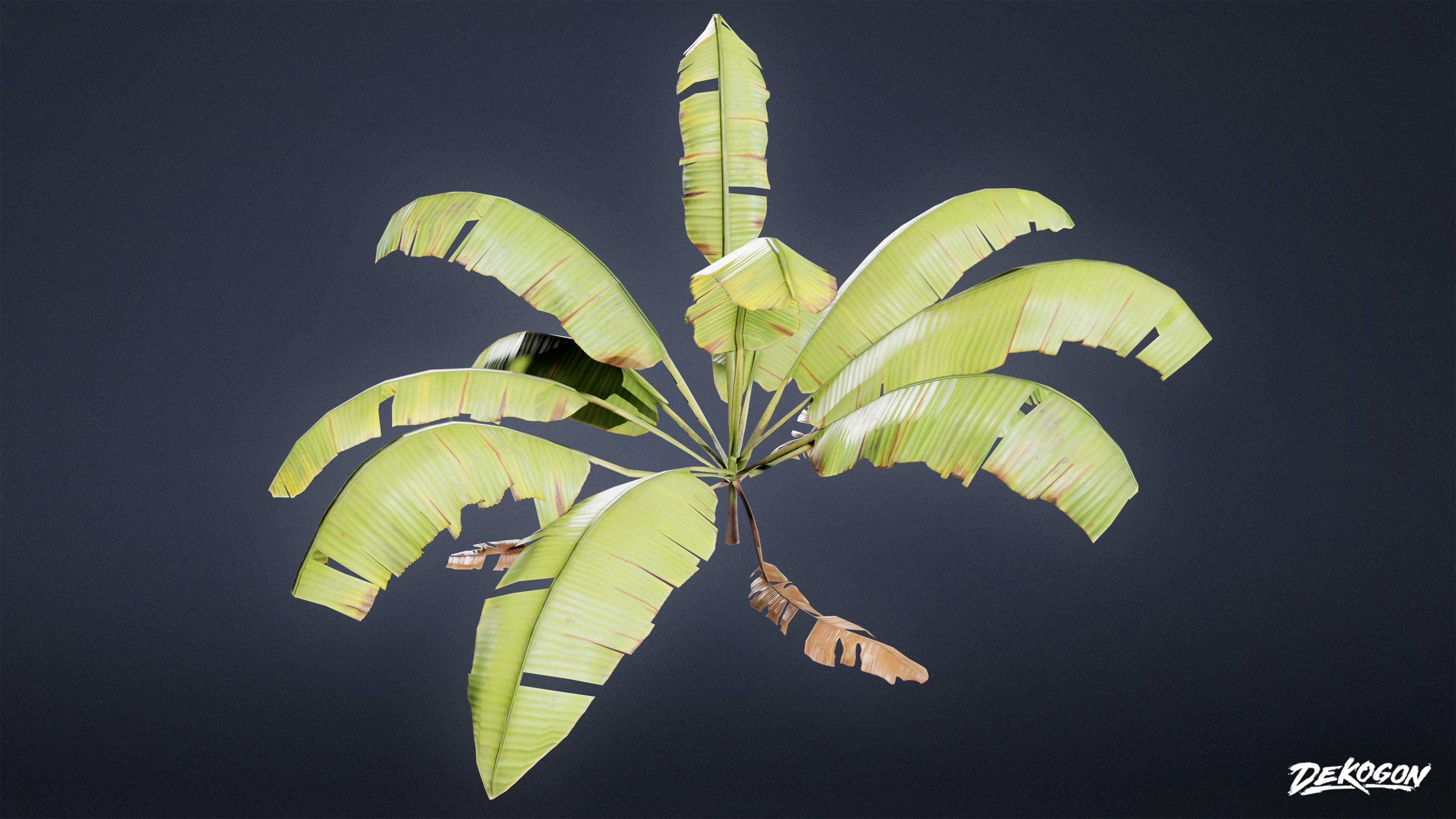 TROPICAL FOLIAGE - Banana Plants 01 - LOW POLY Low-poly 3D model_11