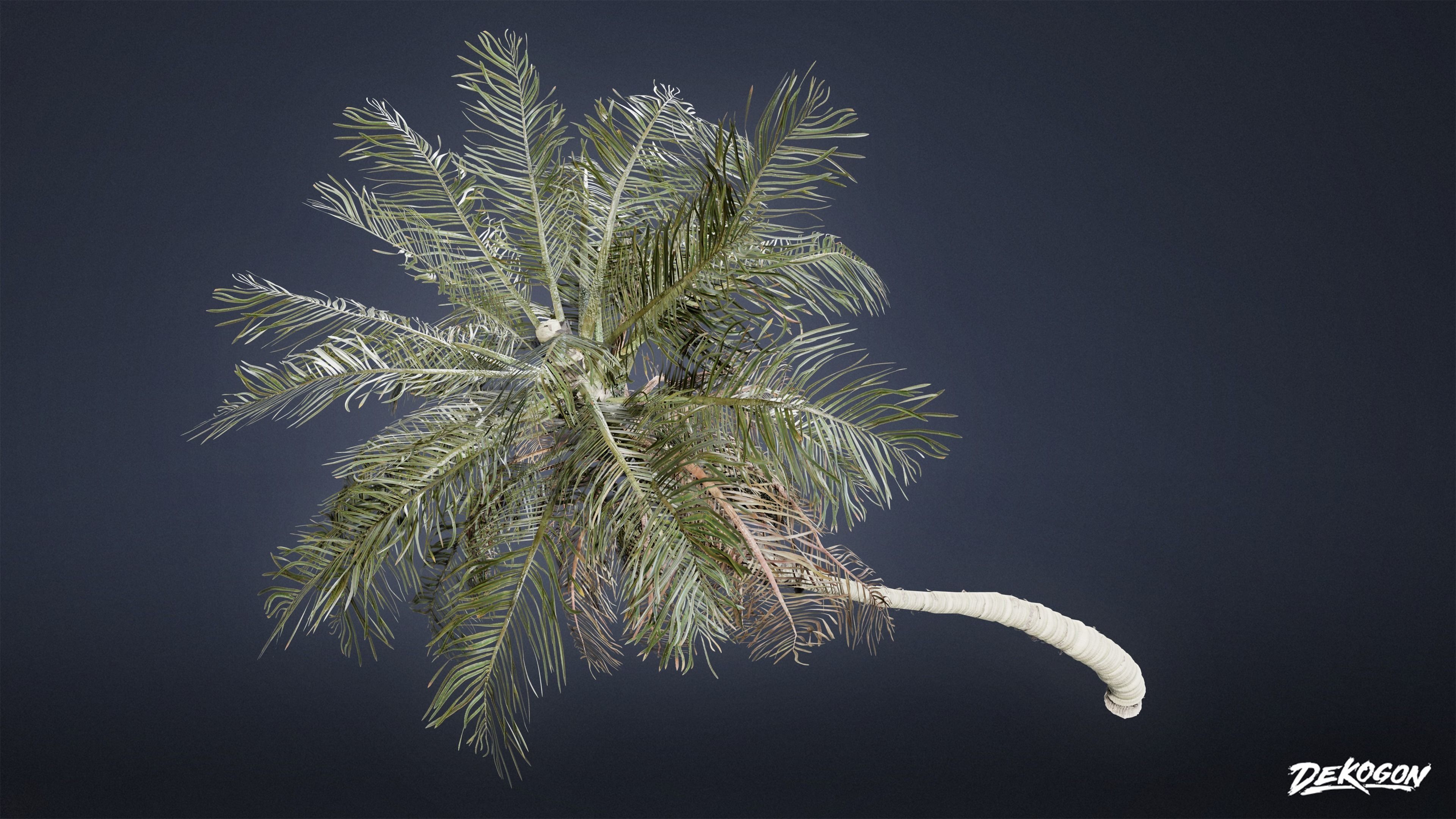 TROPICAL FOLIAGE - Palms 01 - LOW POLY Low-poly 3D model_24