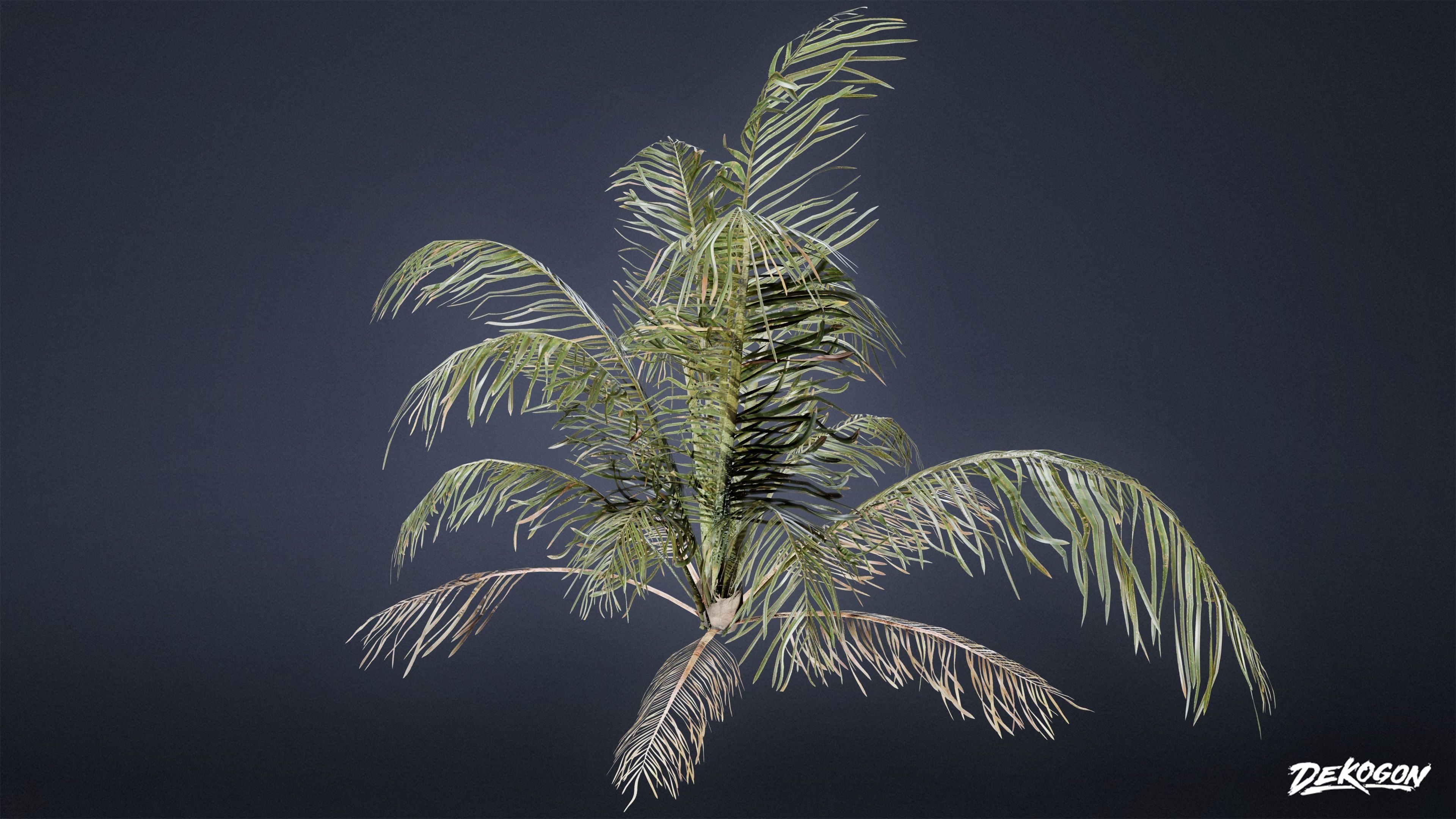 TROPICAL FOLIAGE - Palms 01 - LOW POLY Low-poly 3D model_10