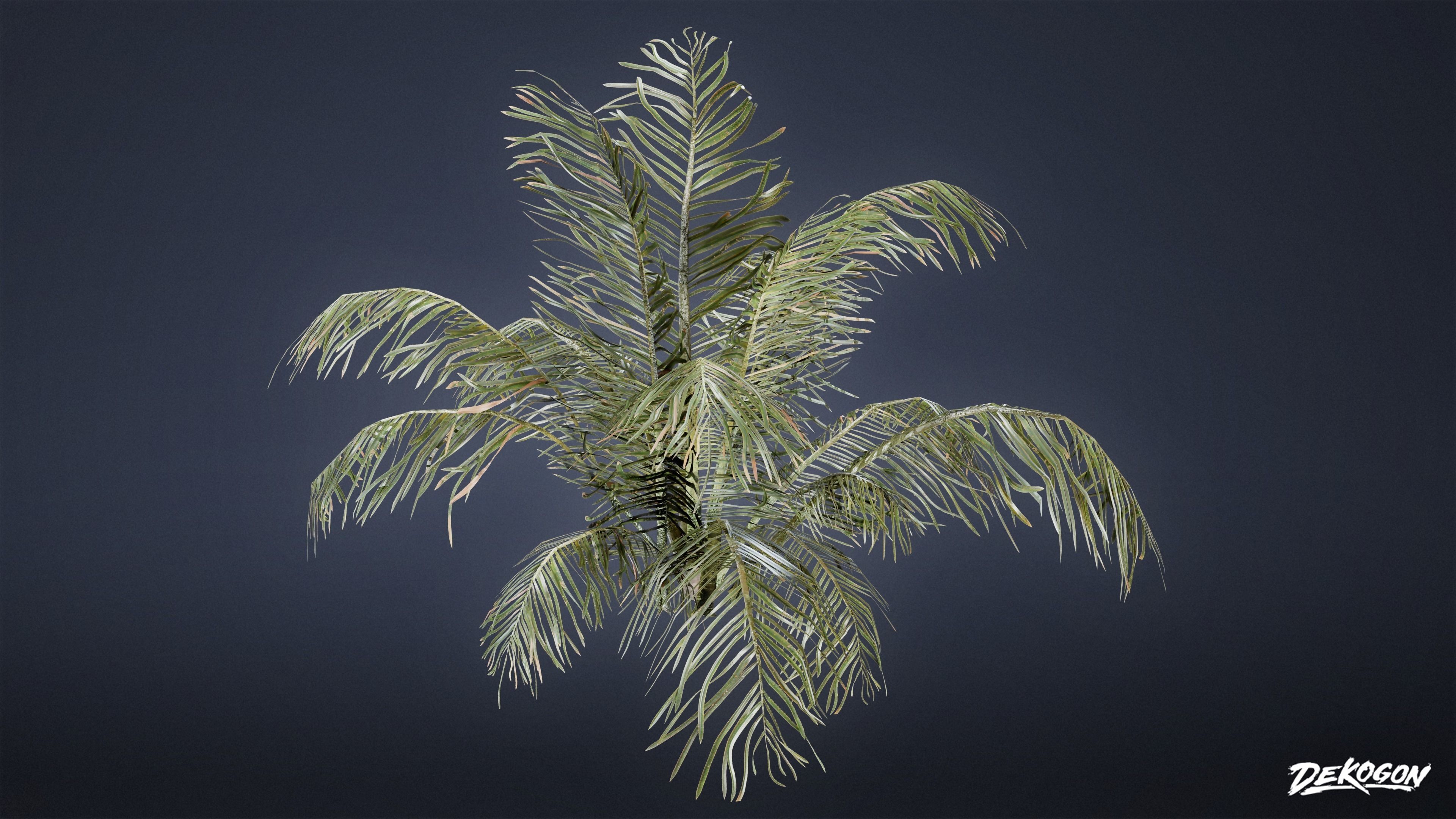 TROPICAL FOLIAGE - Palms 01 - LOW POLY Low-poly 3D model_11