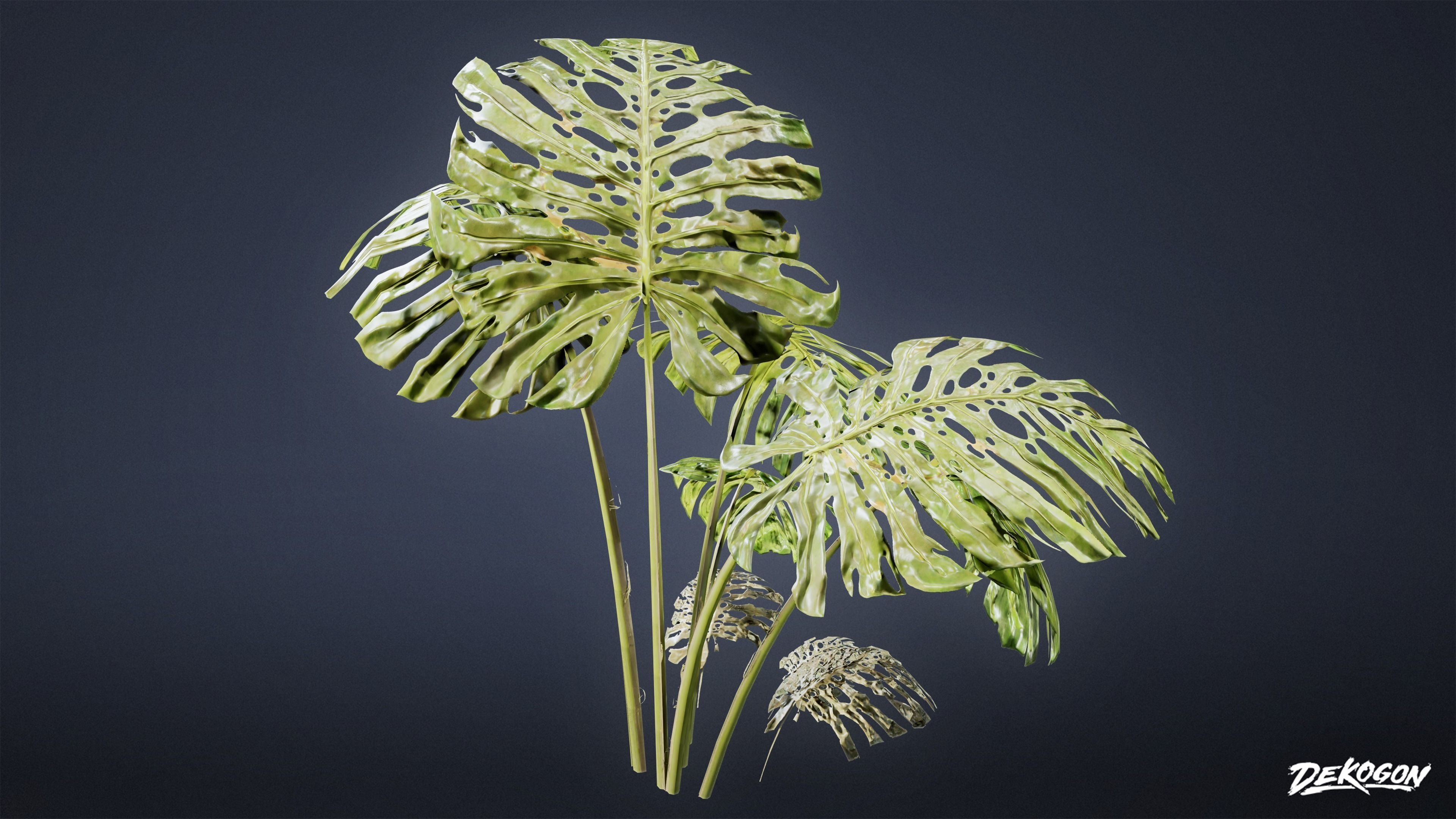 TROPICAL FOLIAGE - Swiss Cheese 01 - LOW POLY Low-poly 3D model_7
