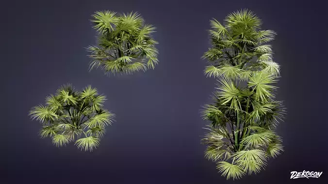 TROPICAL FOLIAGE - Windmill Palm 01 - LOW POLY