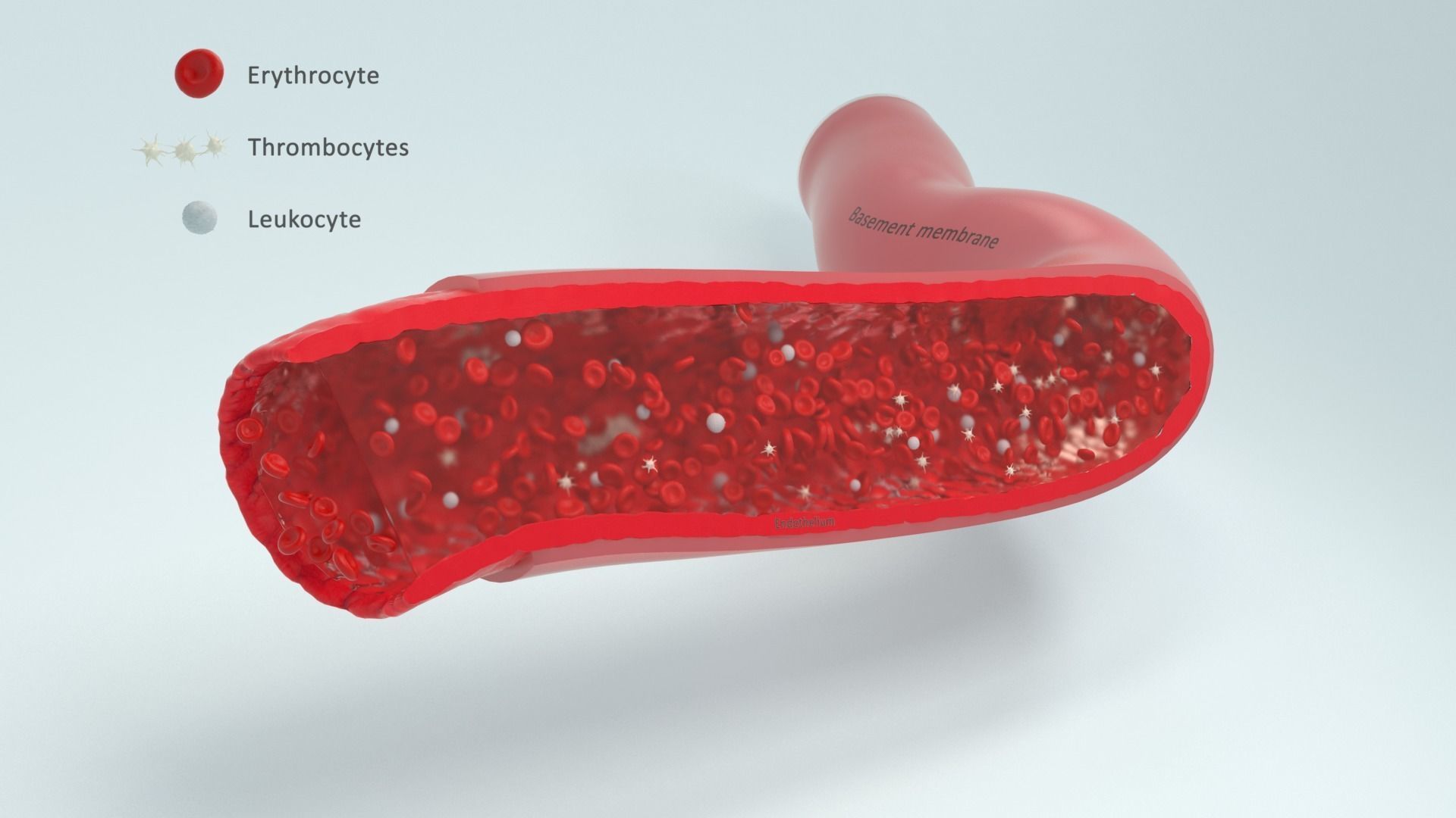 Blood flow Static Low-poly 3D model_7