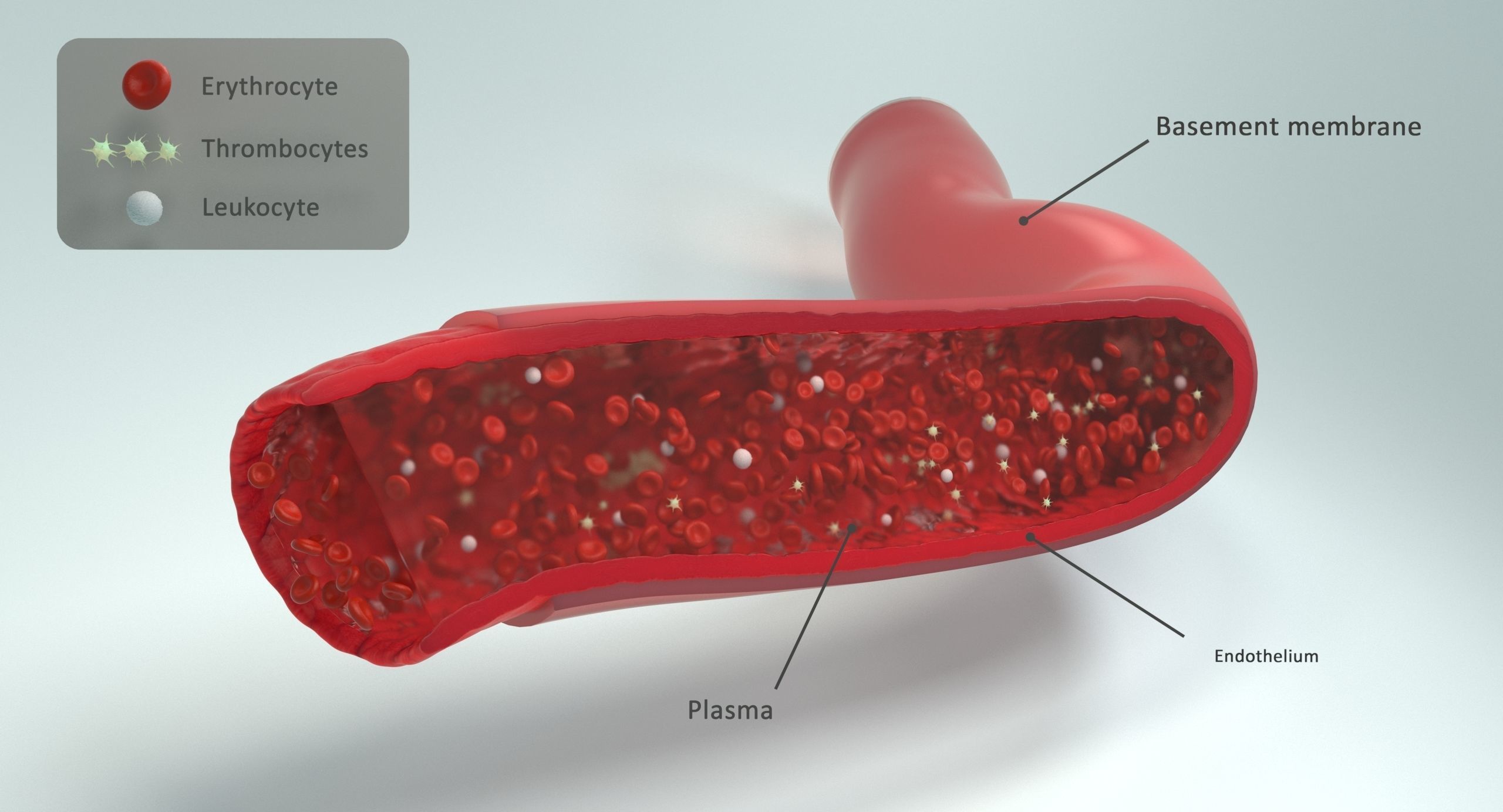Blood flow Static Low-poly 3D model_11