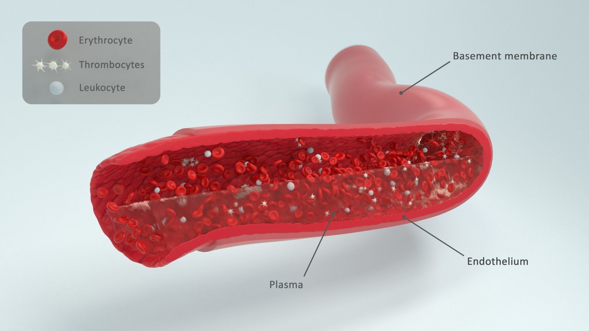 Blood flow Static Low-poly 3D model_20