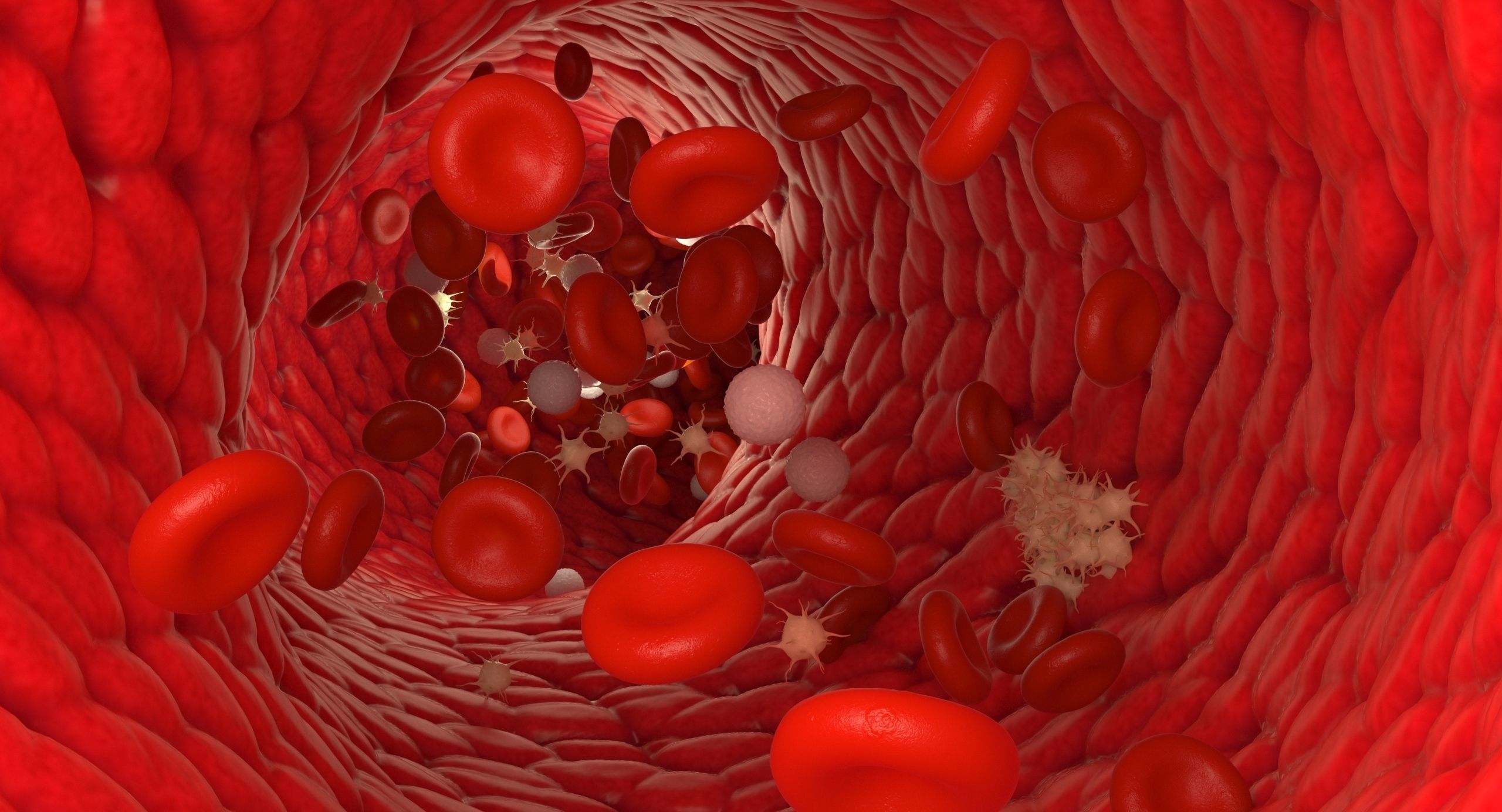 Blood flow Static Low-poly 3D model_14